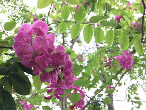 ファイル 426-1.jpg