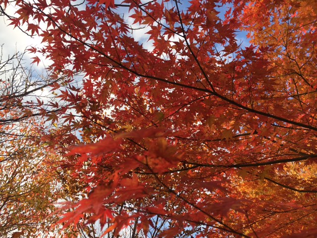 ファイル 431-1.jpg