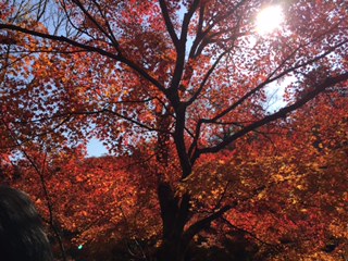 ファイル 432-1.jpg