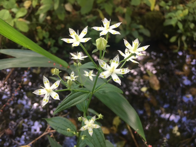 ファイル 433-1.jpg