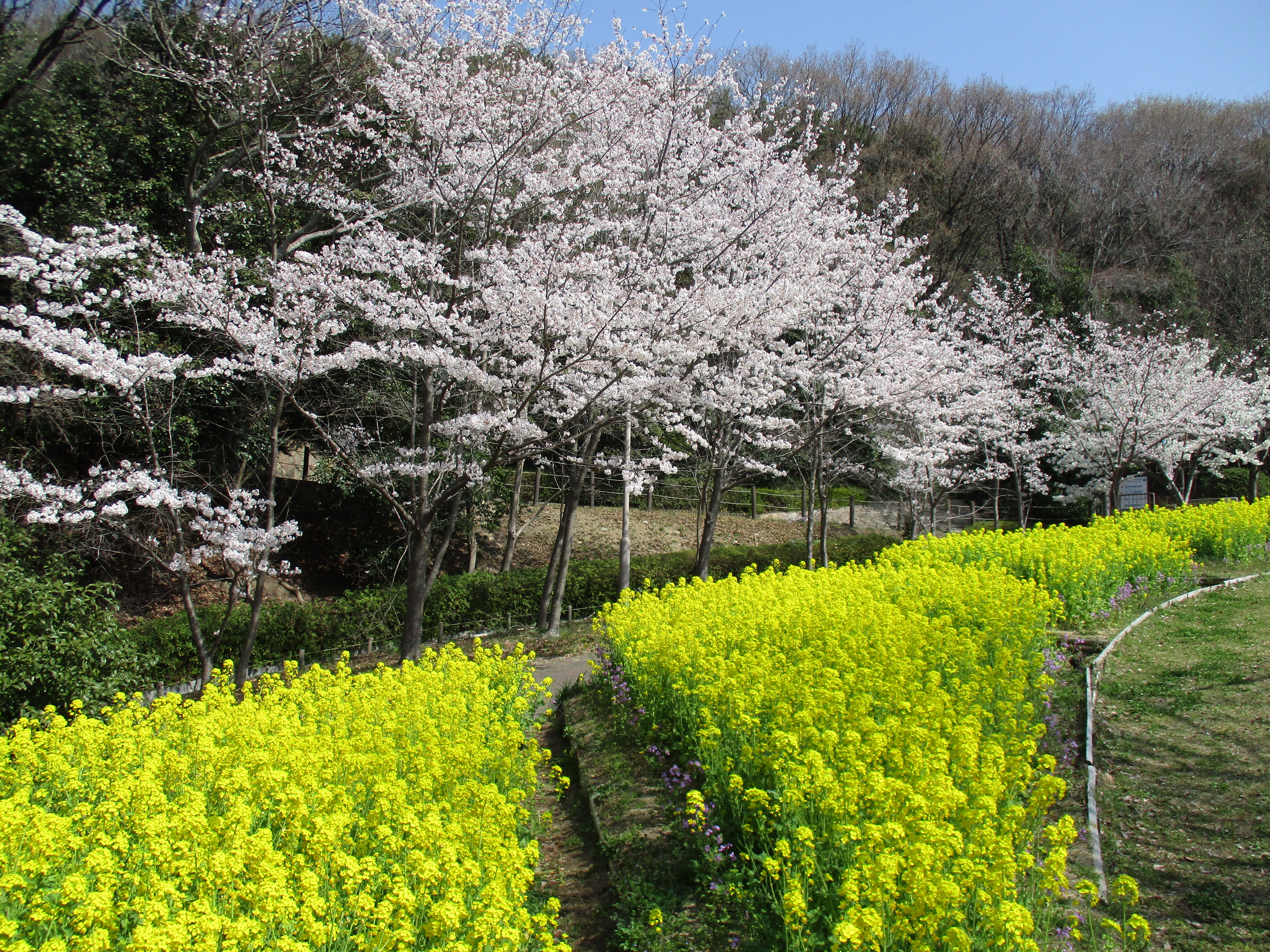 ファイル 445-1.jpg