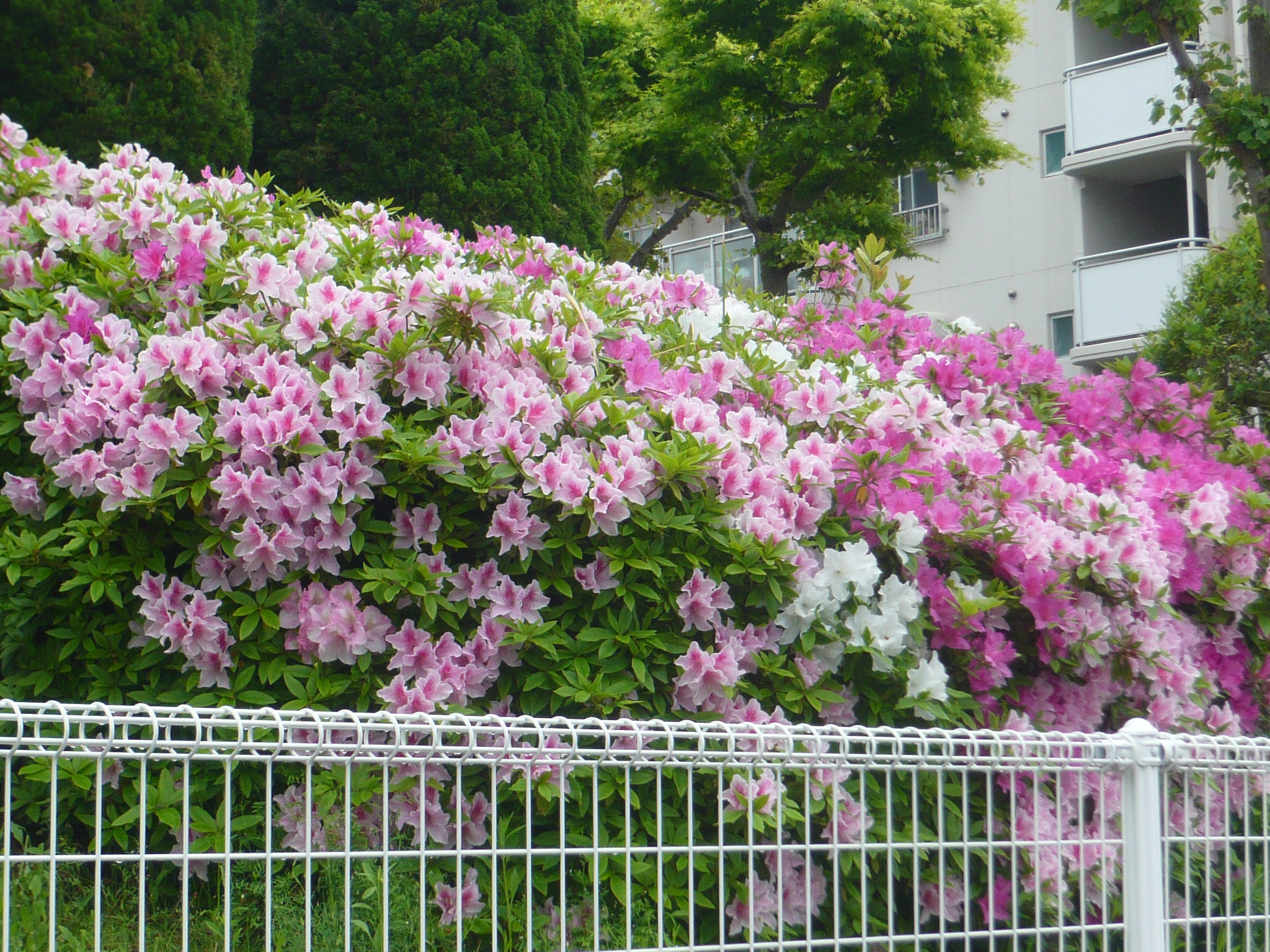 ファイル 449-1.jpg