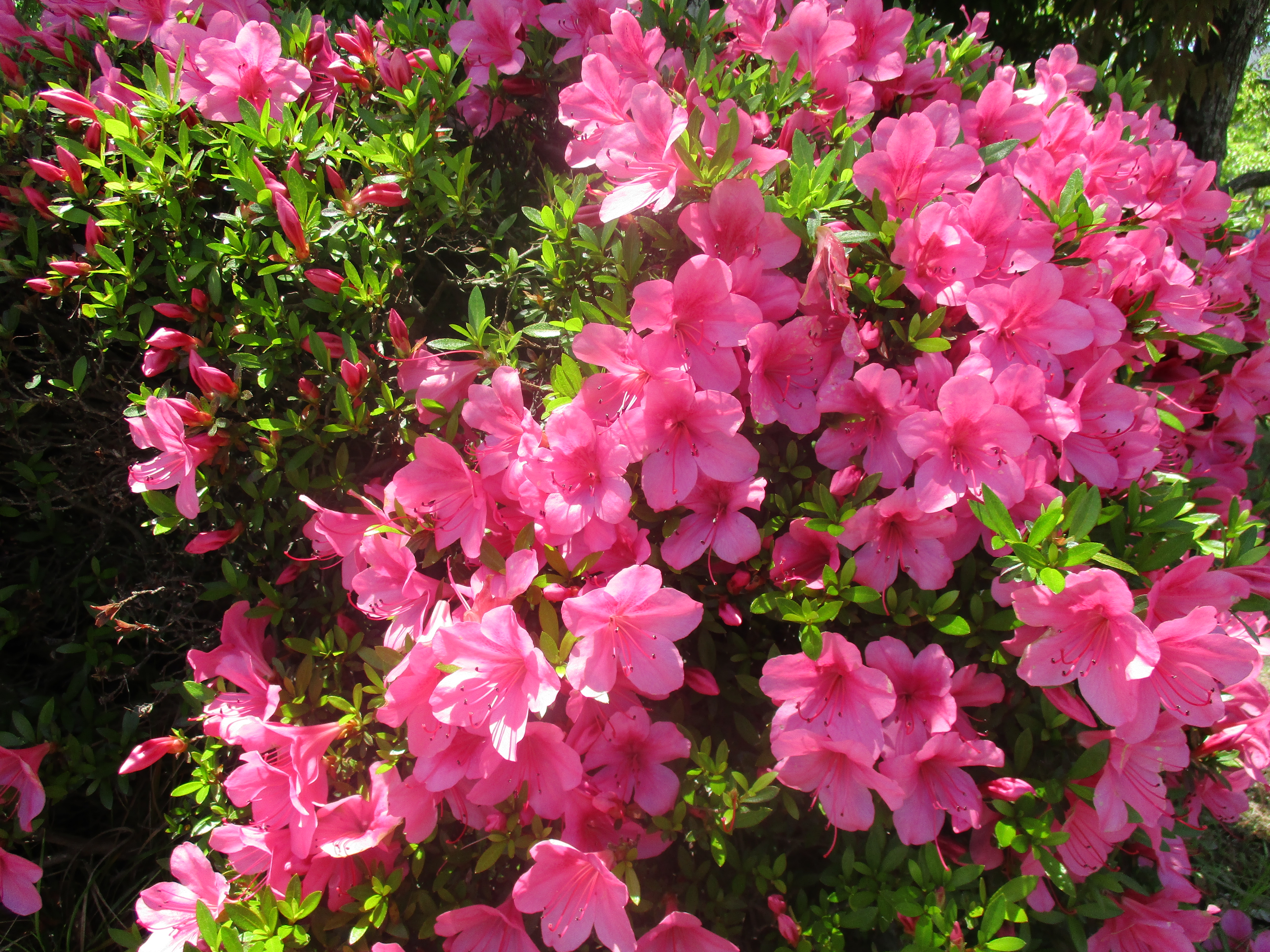 ファイル 450-1.jpg