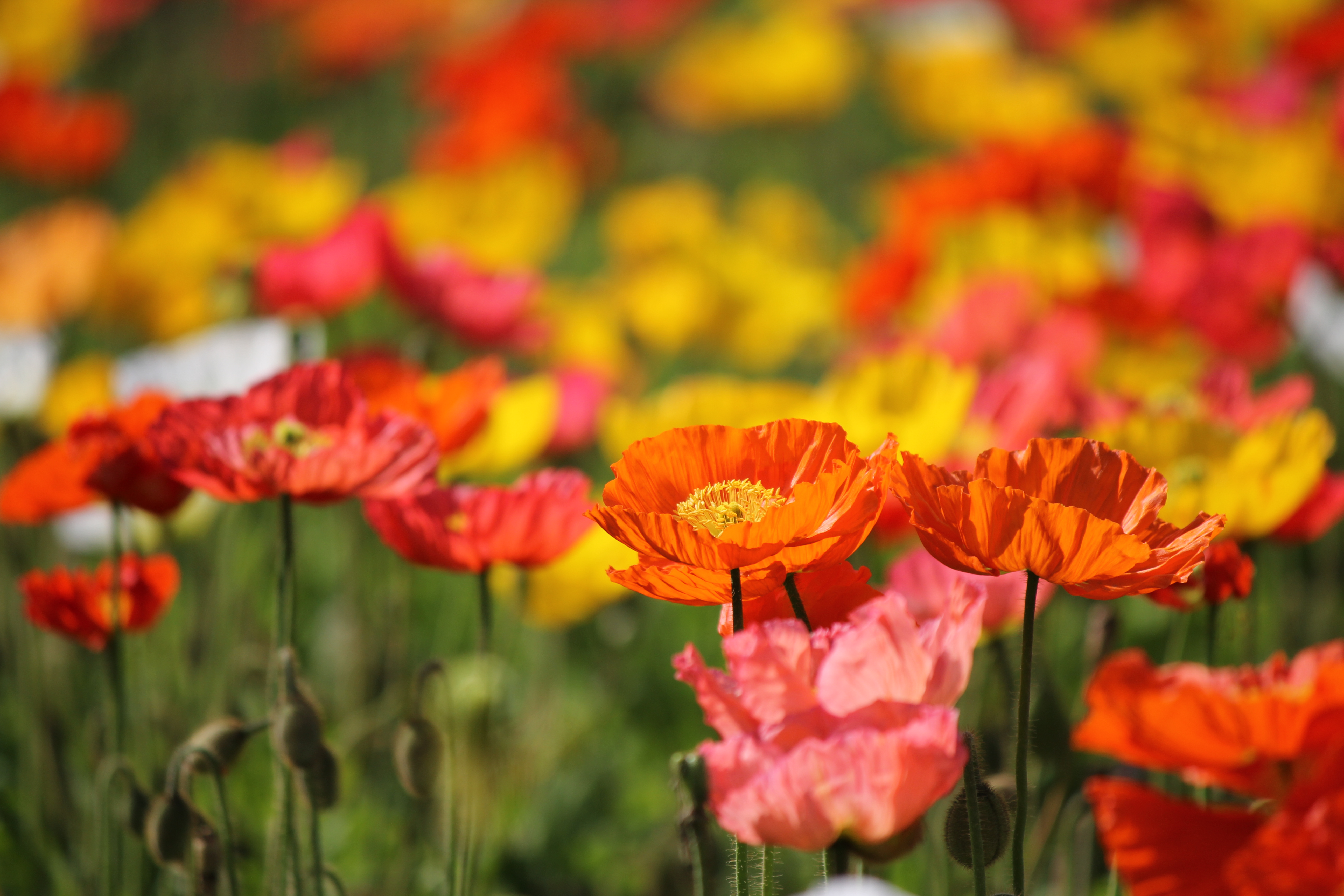 ファイル 452-1.jpg