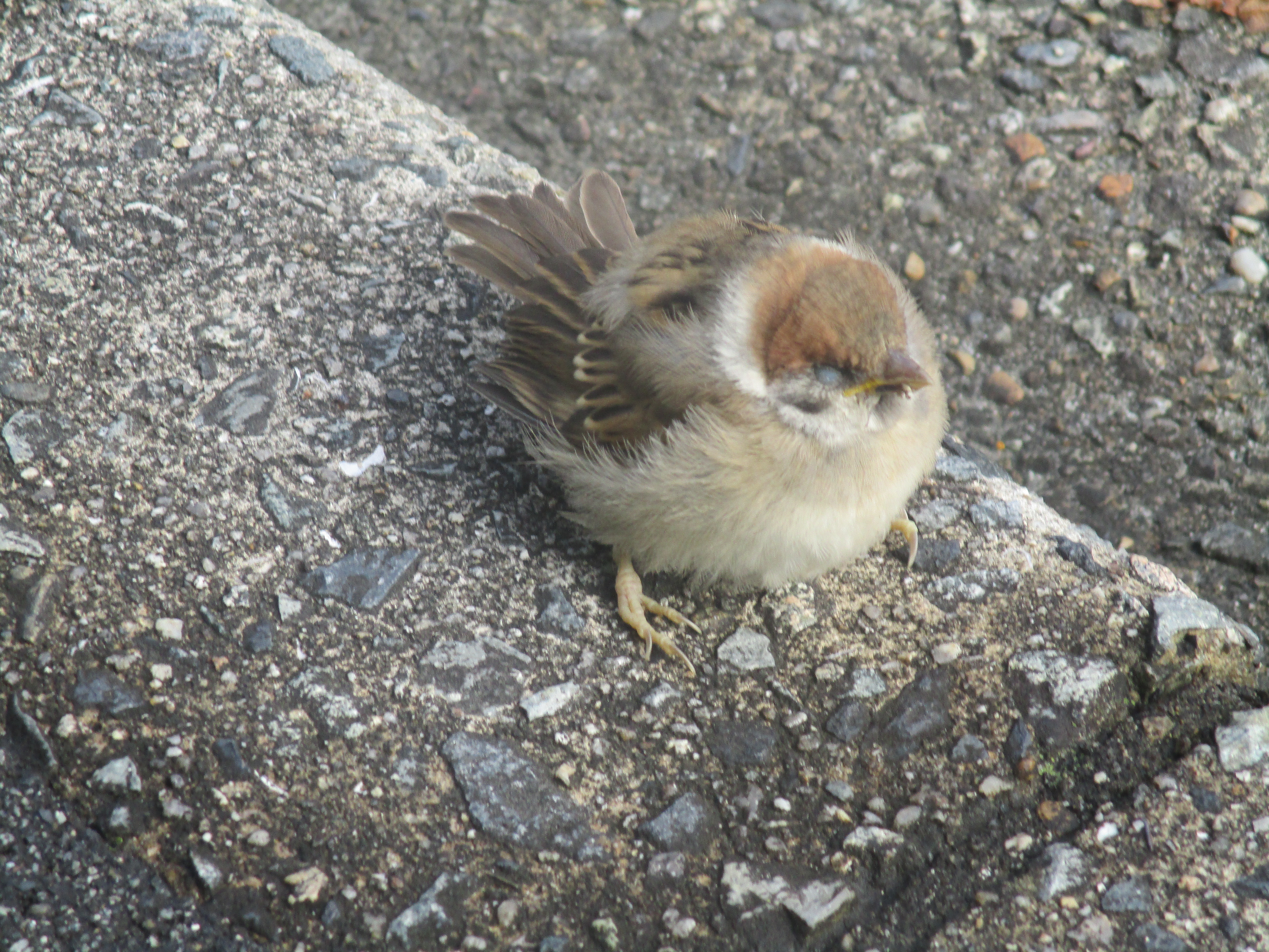 ファイル 453-1.jpg