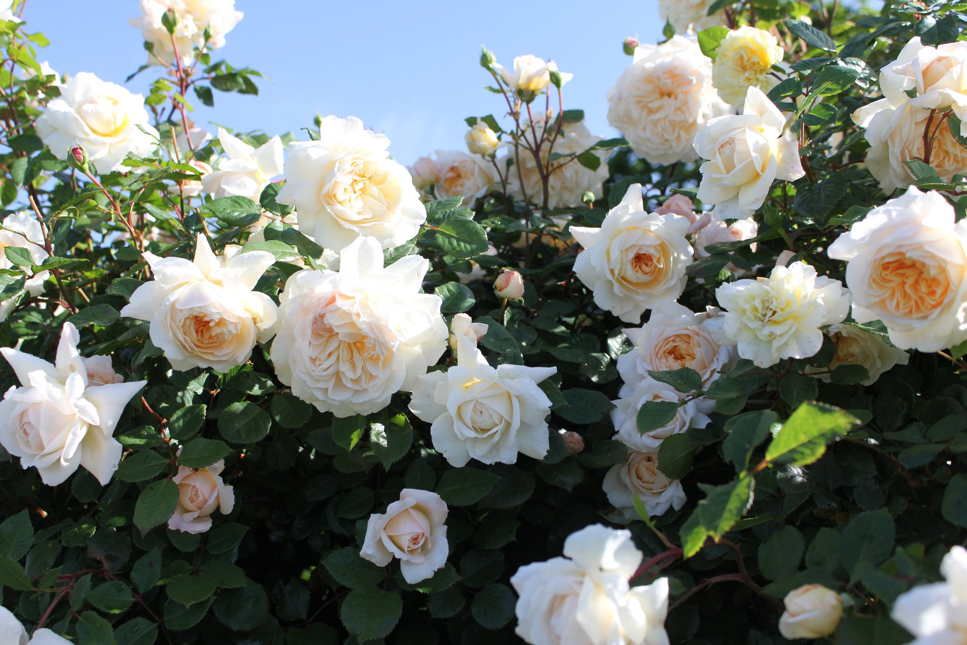 ファイル 454-1.jpg