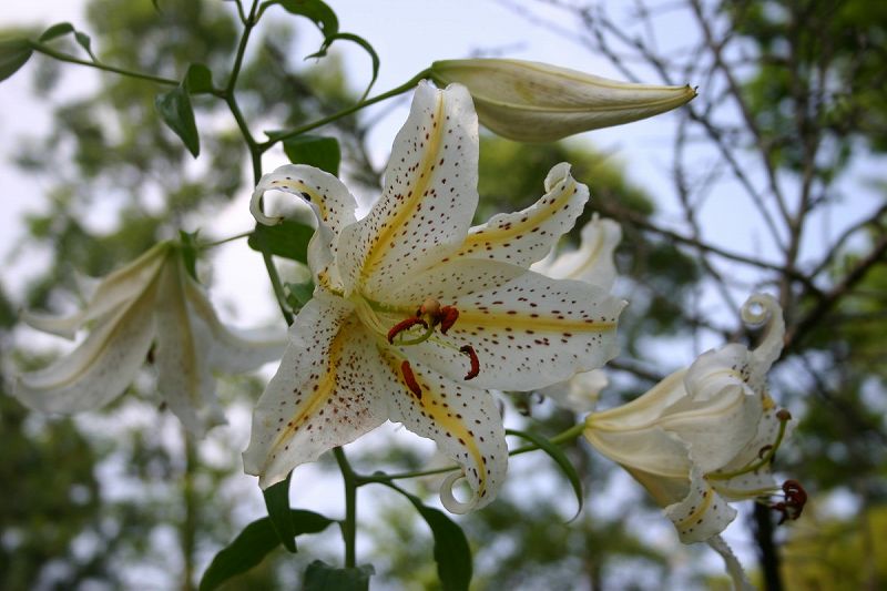 ファイル 460-1.jpg