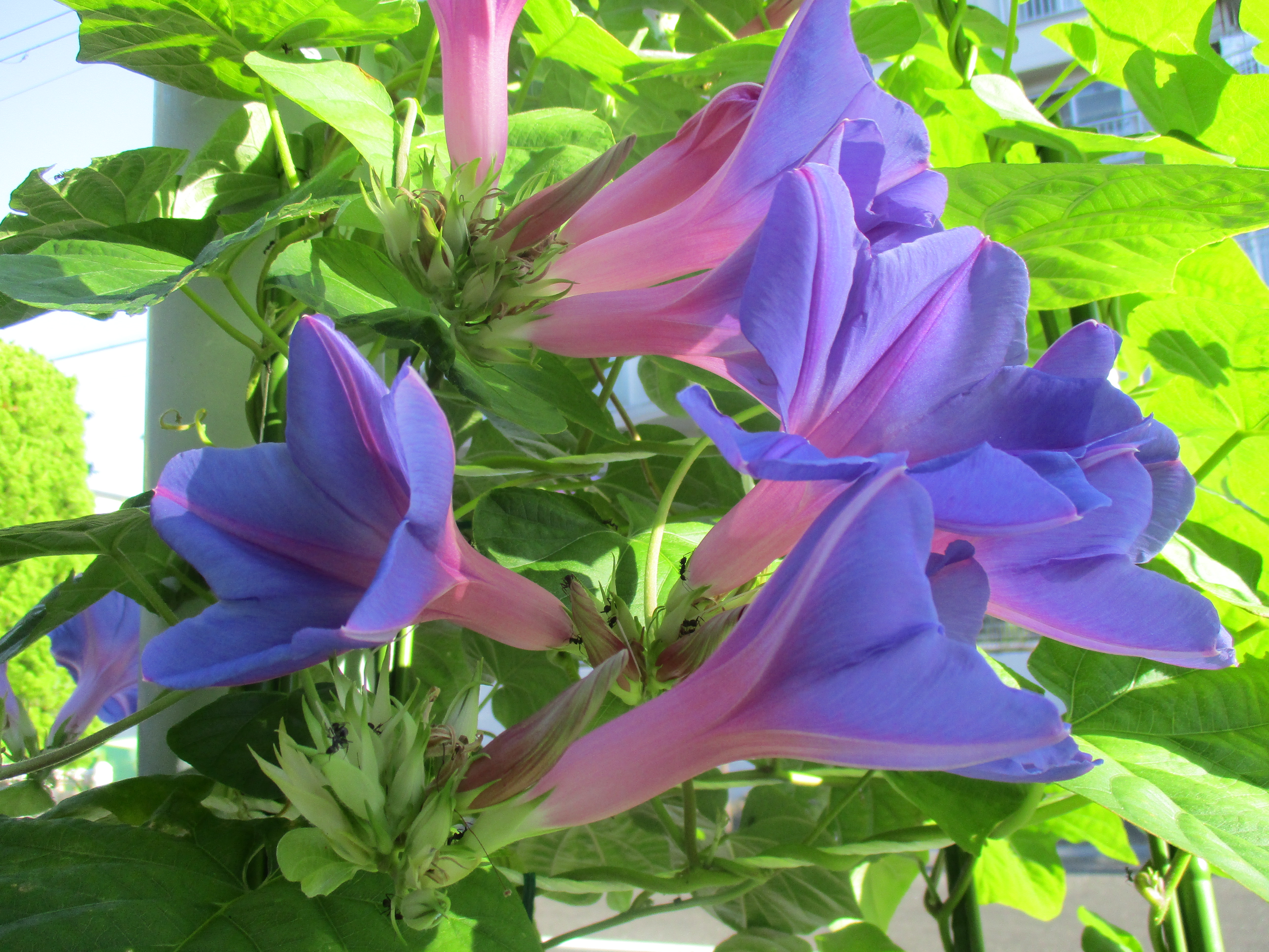 ファイル 461-1.jpg