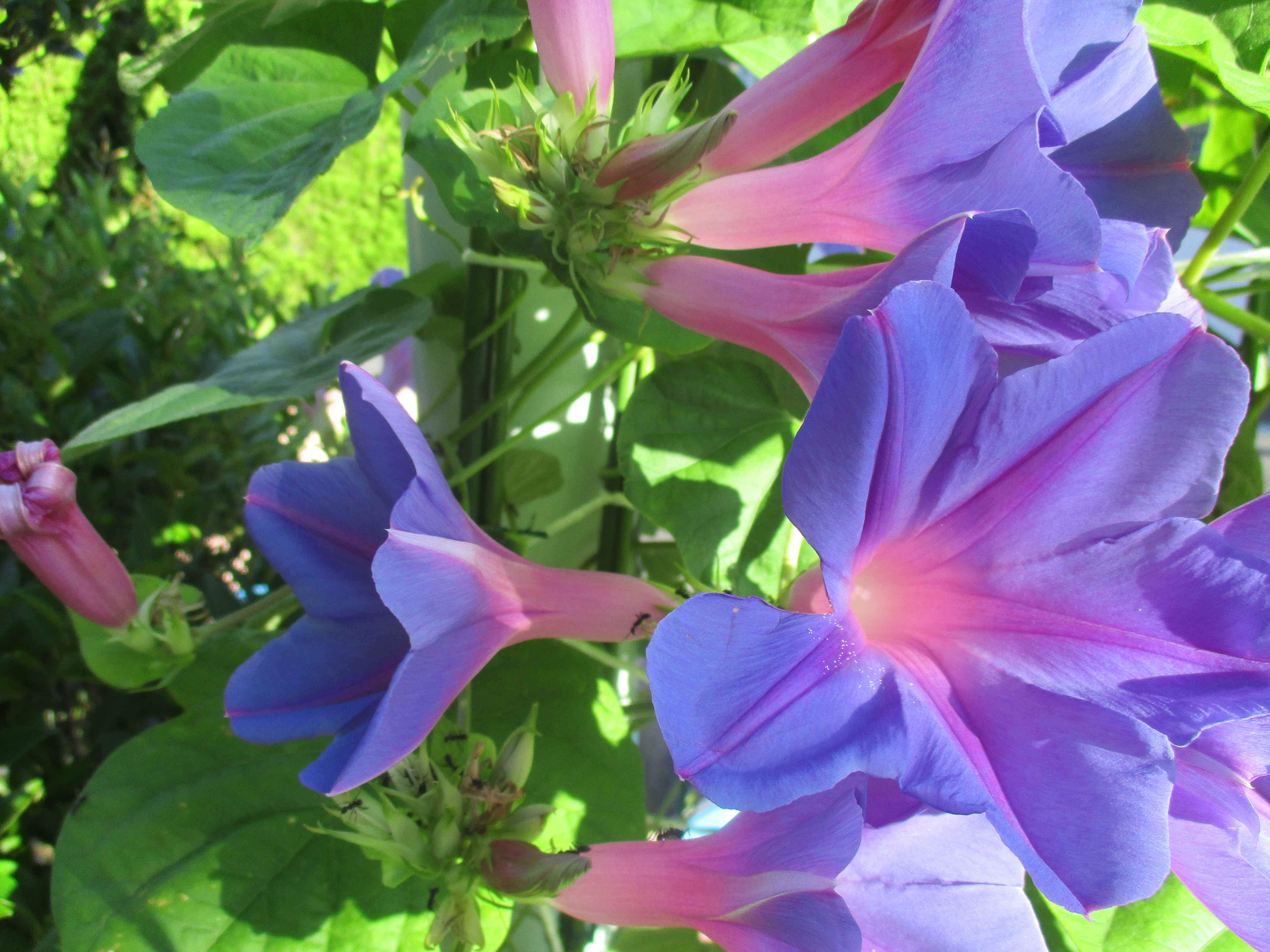 ファイル 462-1.jpg