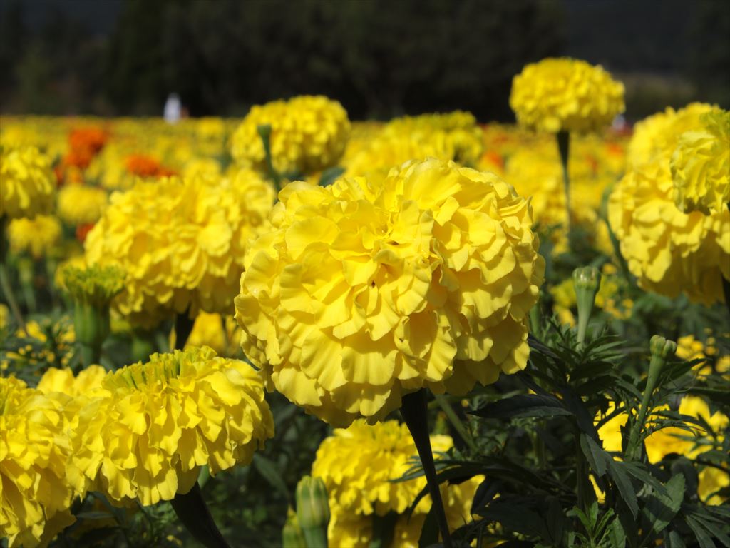 ファイル 472-1.jpg