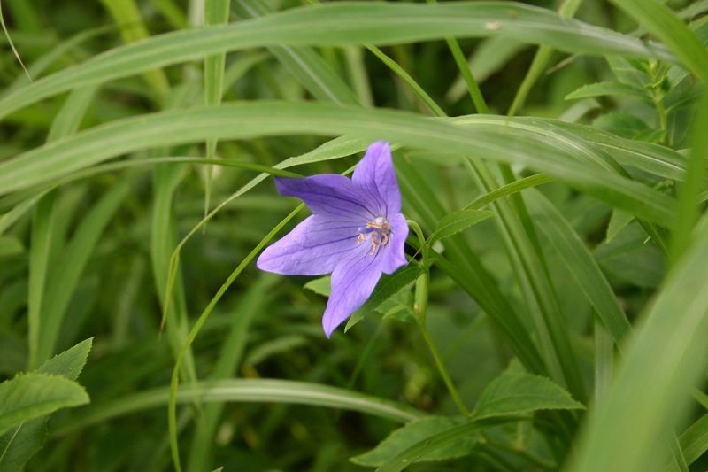 ファイル 474-1.jpg