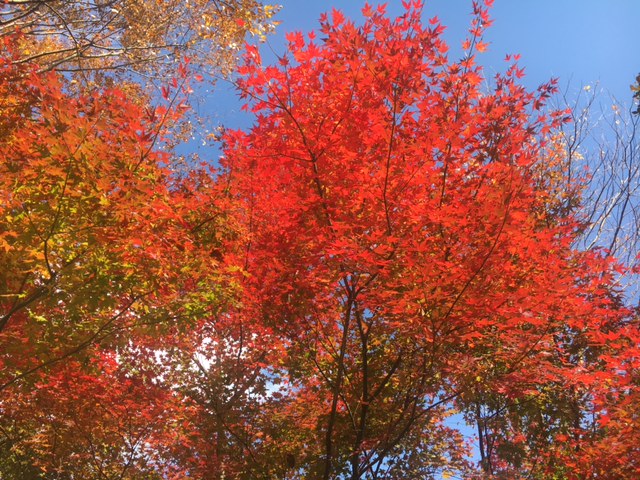 ファイル 476-1.jpg