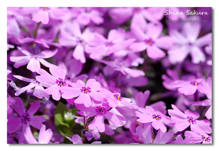 ファイル 48-1.jpg