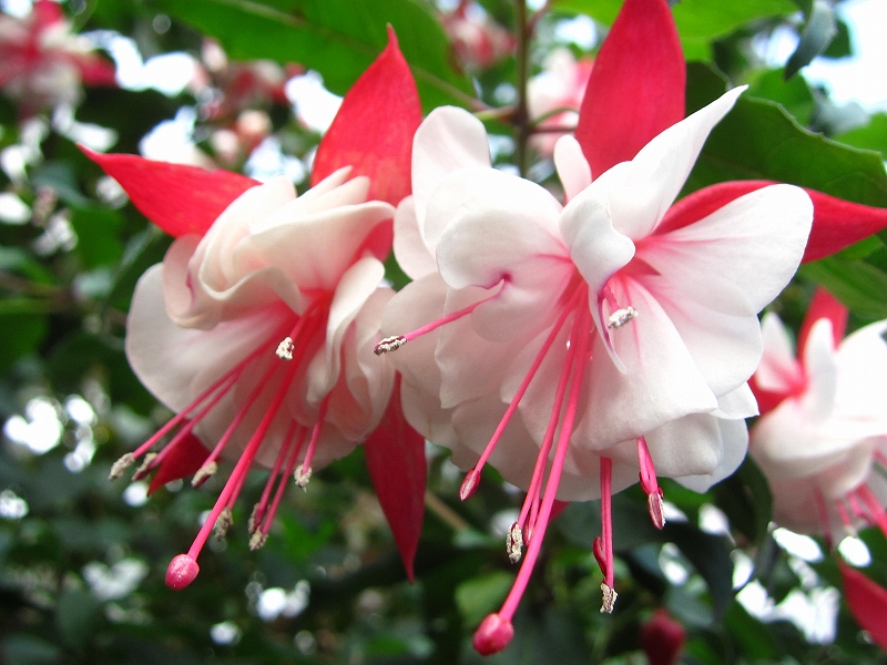 ファイル 484-1.jpg