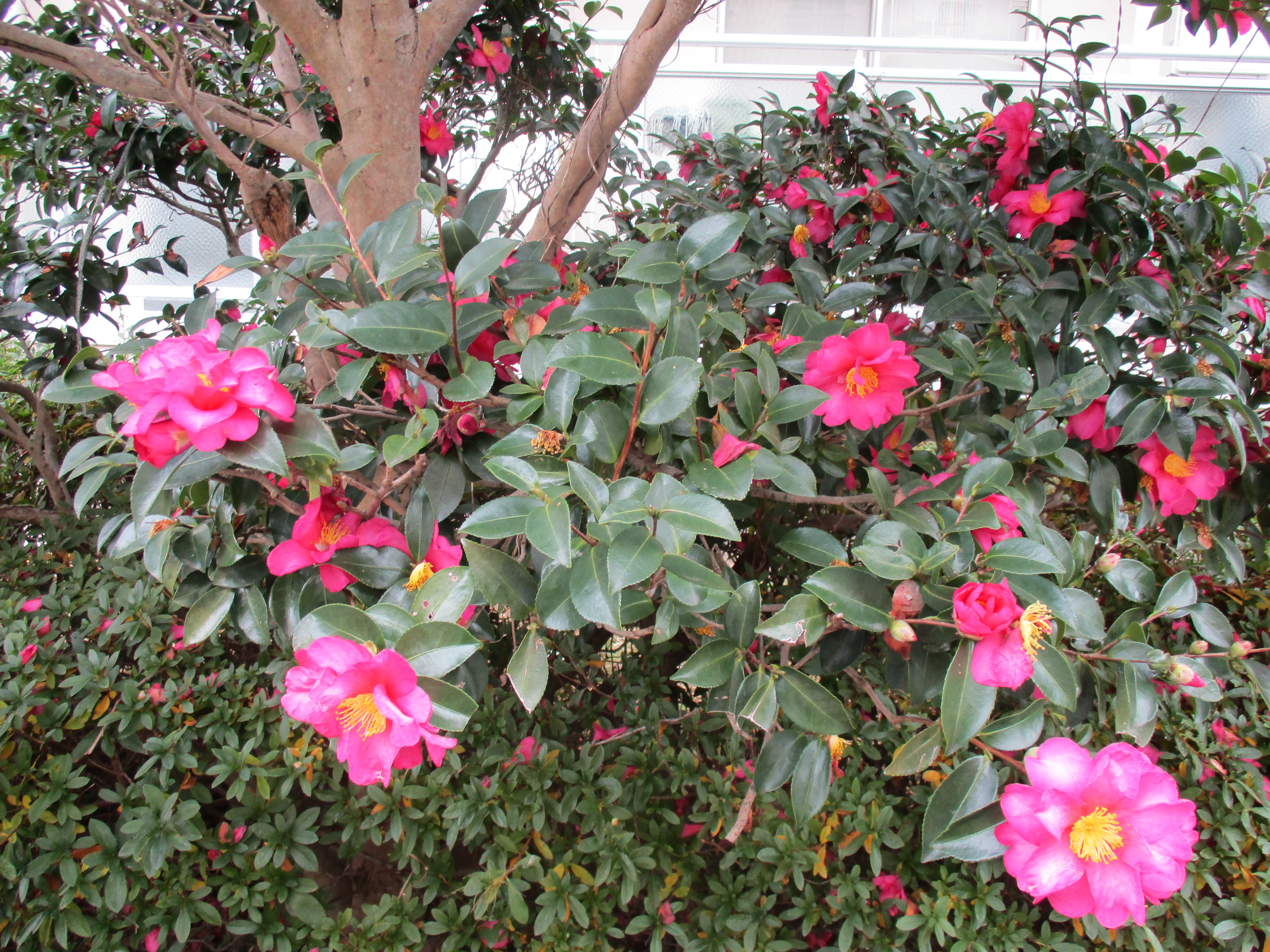 ファイル 485-1.jpg