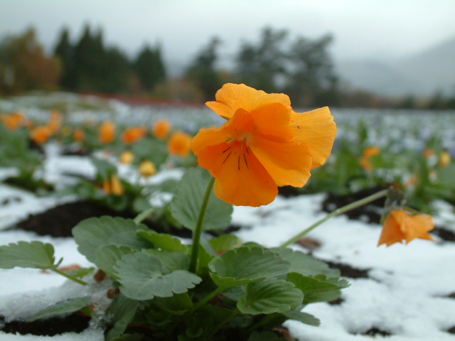 ファイル 491-1.jpg