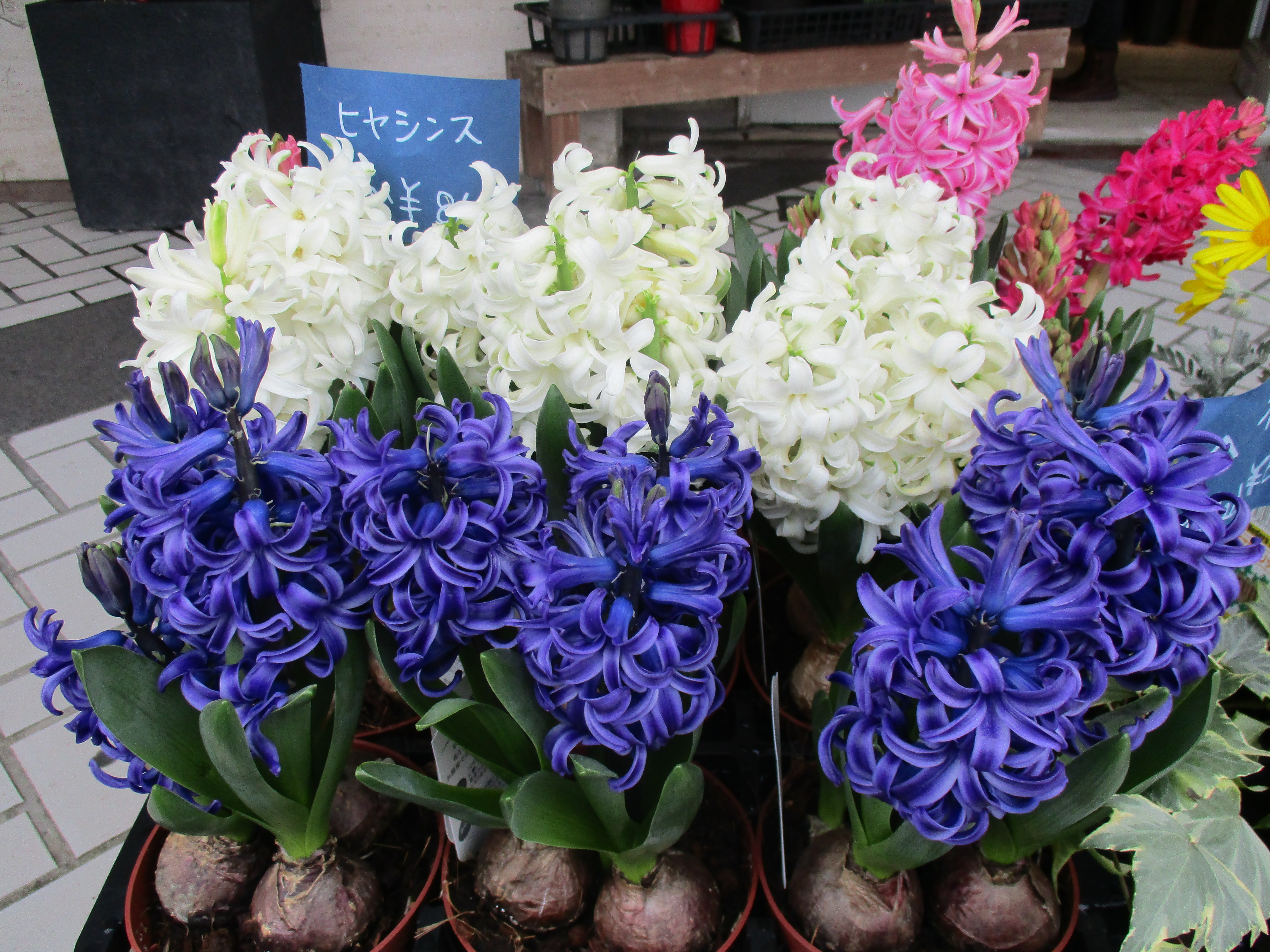 ファイル 495-1.jpg