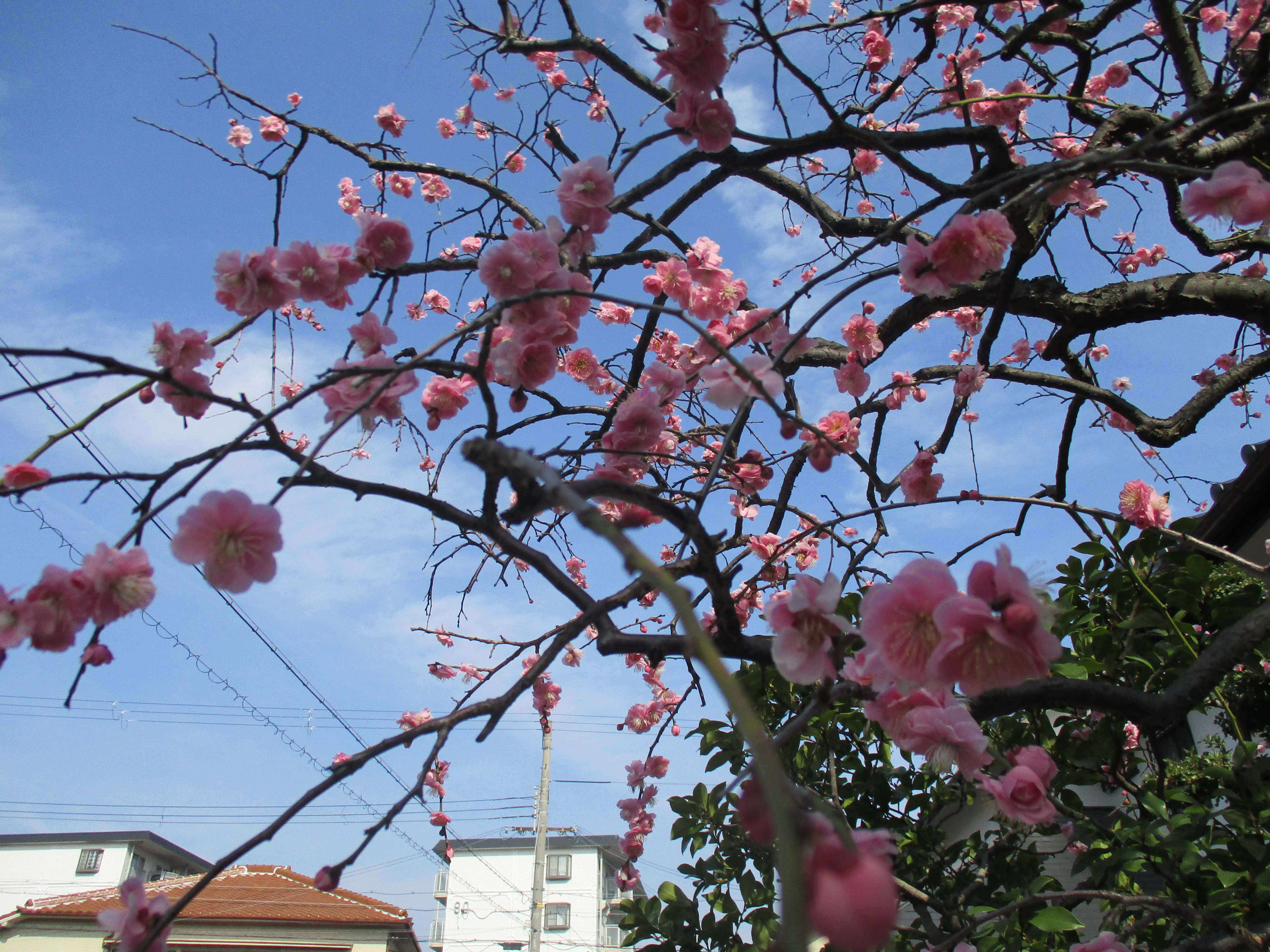 ファイル 504-1.jpg