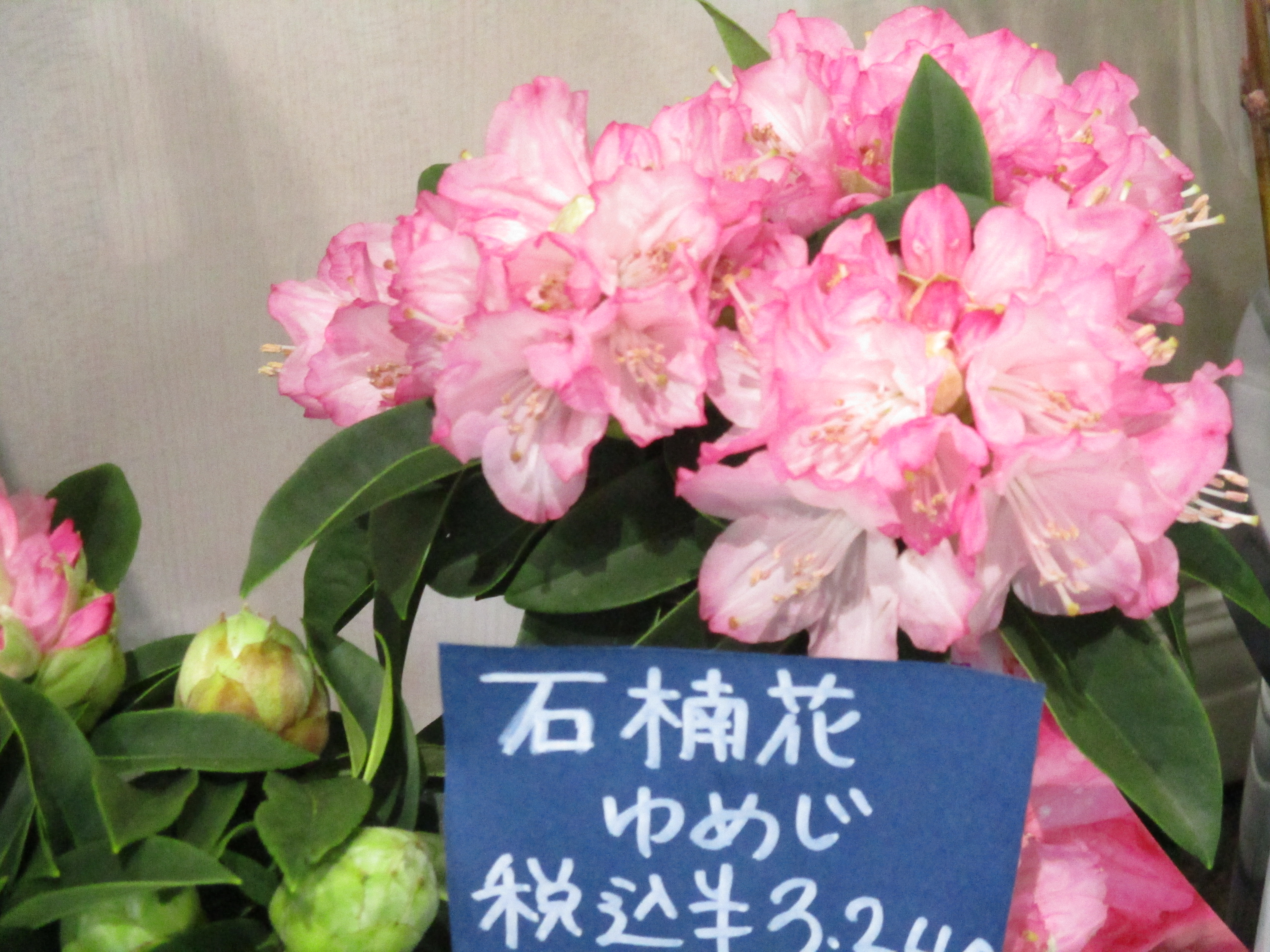 ファイル 506-1.jpg