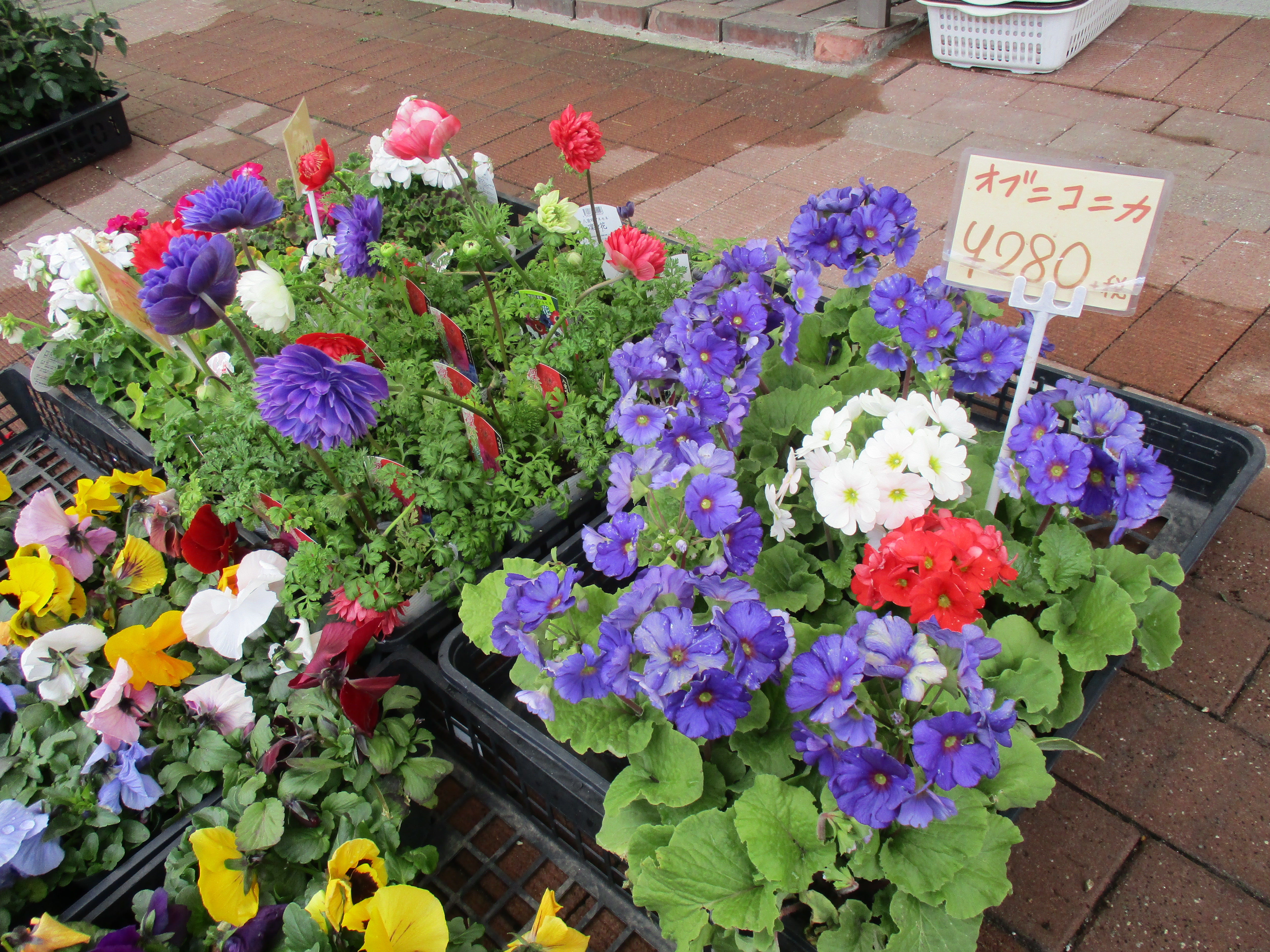 ファイル 507-1.jpg