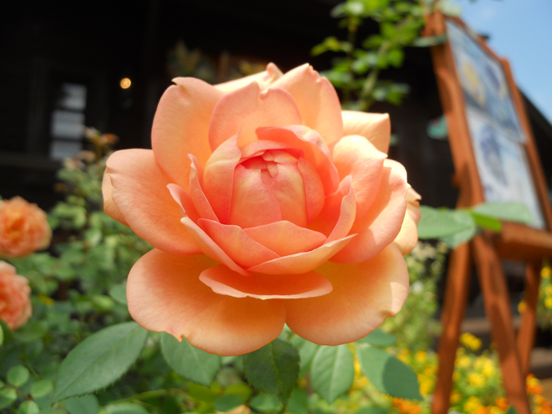 ファイル 508-1.jpg