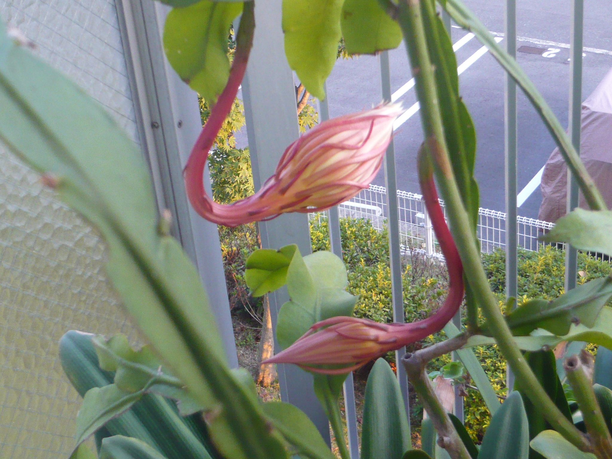 ファイル 51-1.jpg