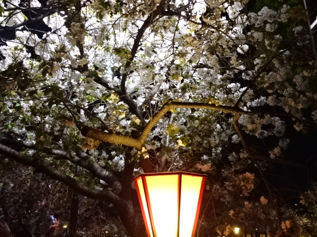 ファイル 513-1.jpg