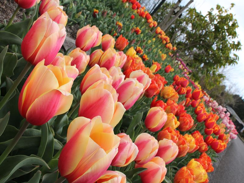 ファイル 517-1.jpg