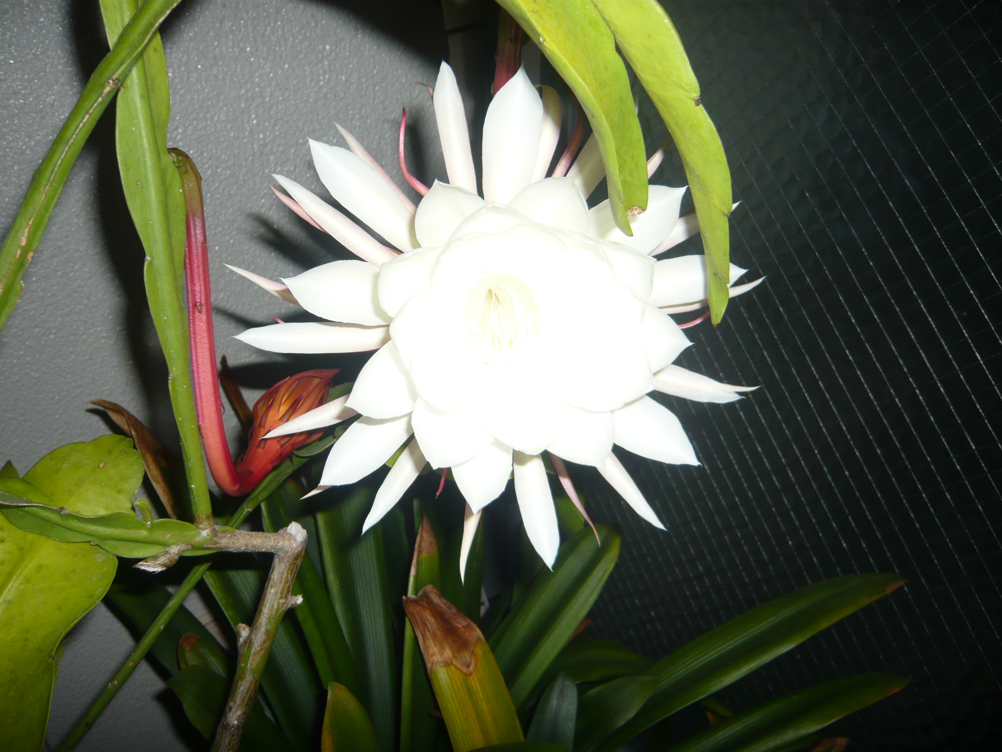 ファイル 52-1.jpg