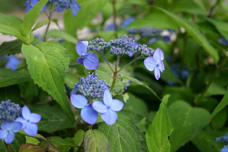 ファイル 522-1.jpg