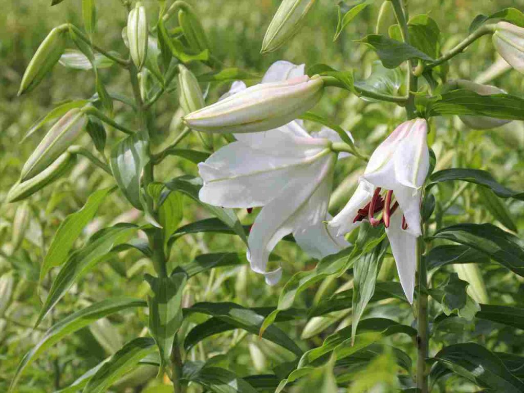 ファイル 524-1.jpg