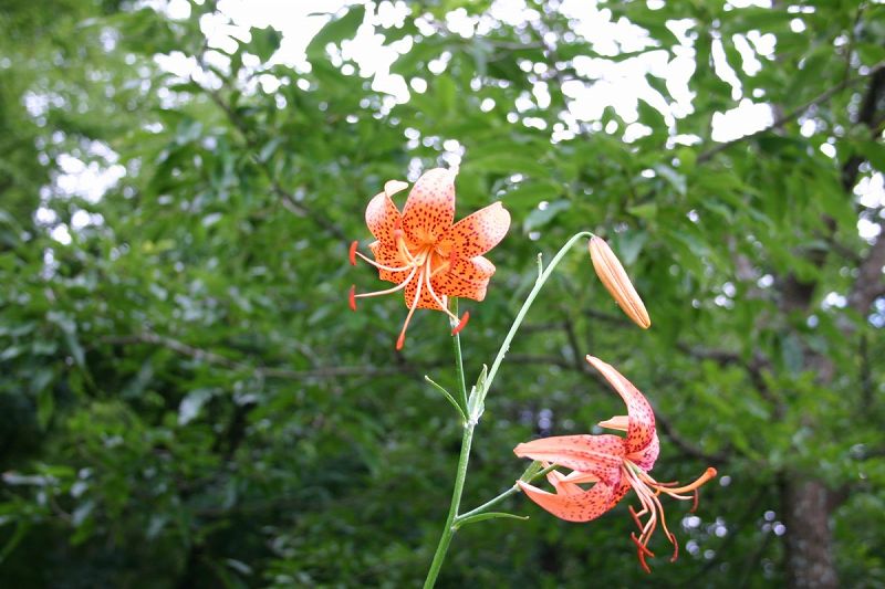 ファイル 527-1.jpg