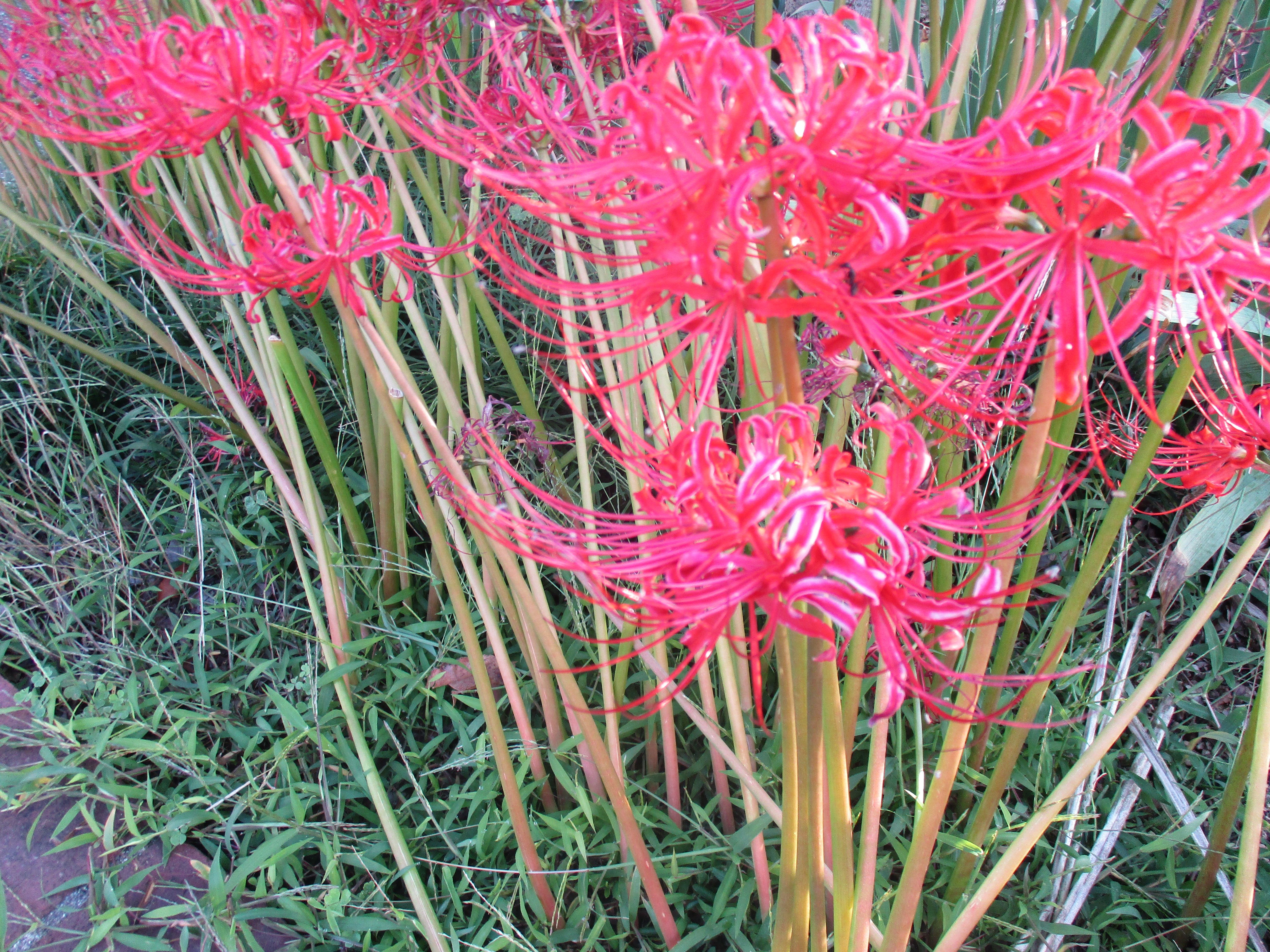 ファイル 529-1.jpg