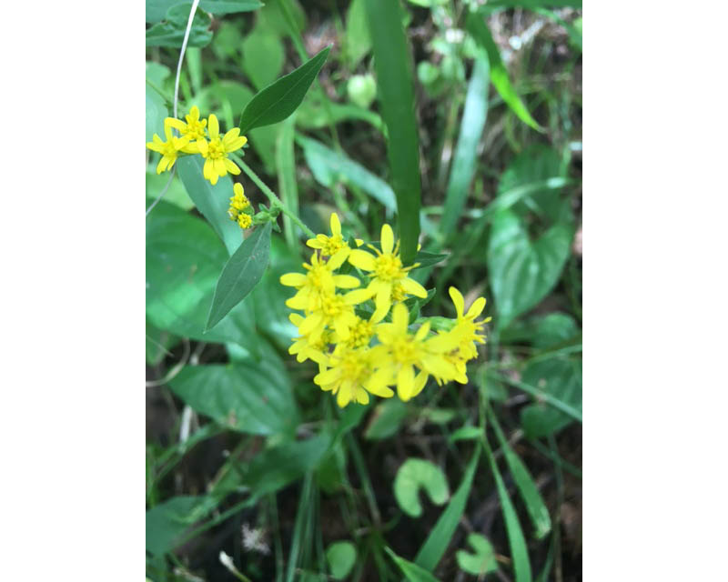 ファイル 533-1.jpg