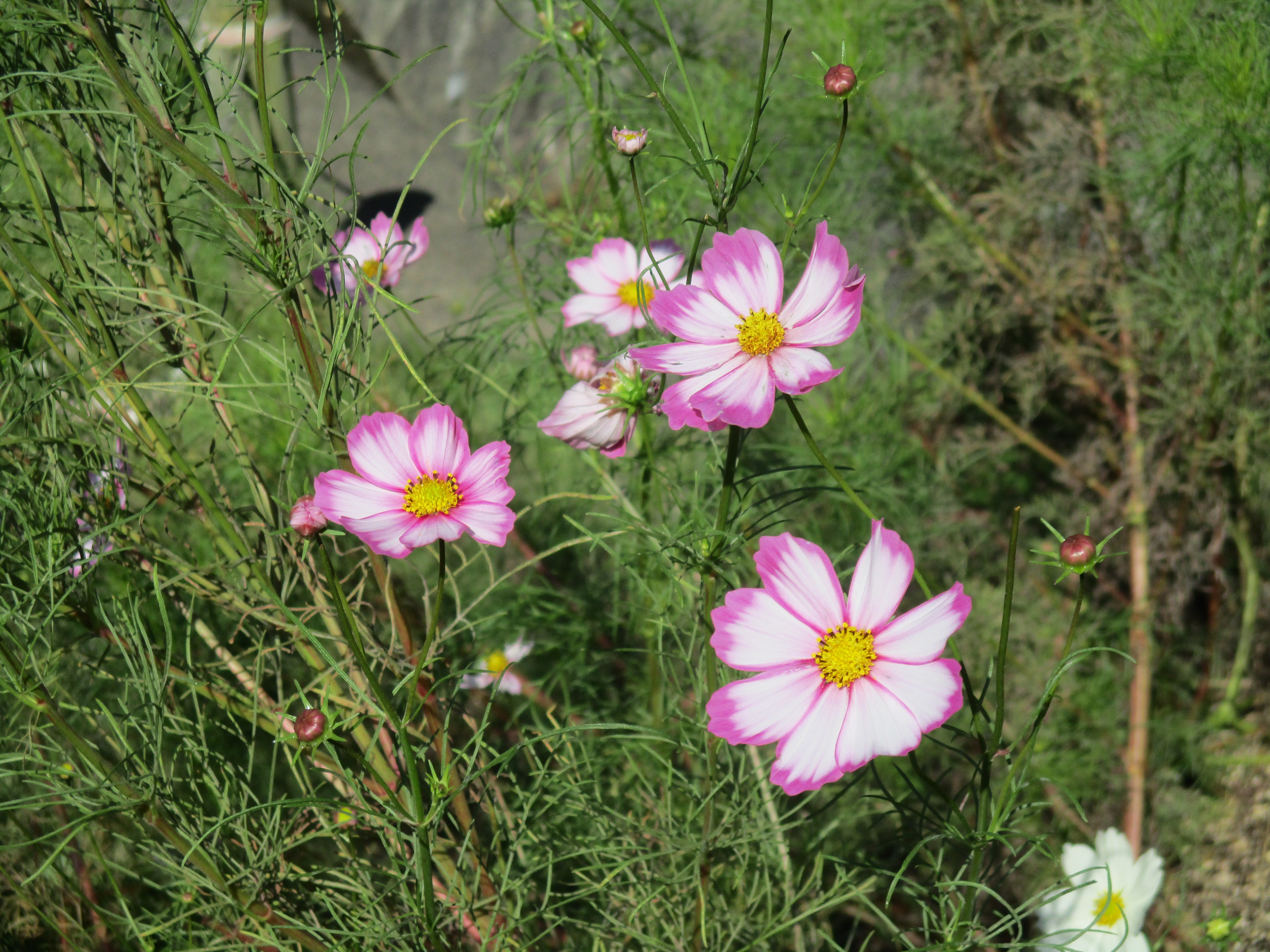 ファイル 536-1.jpg