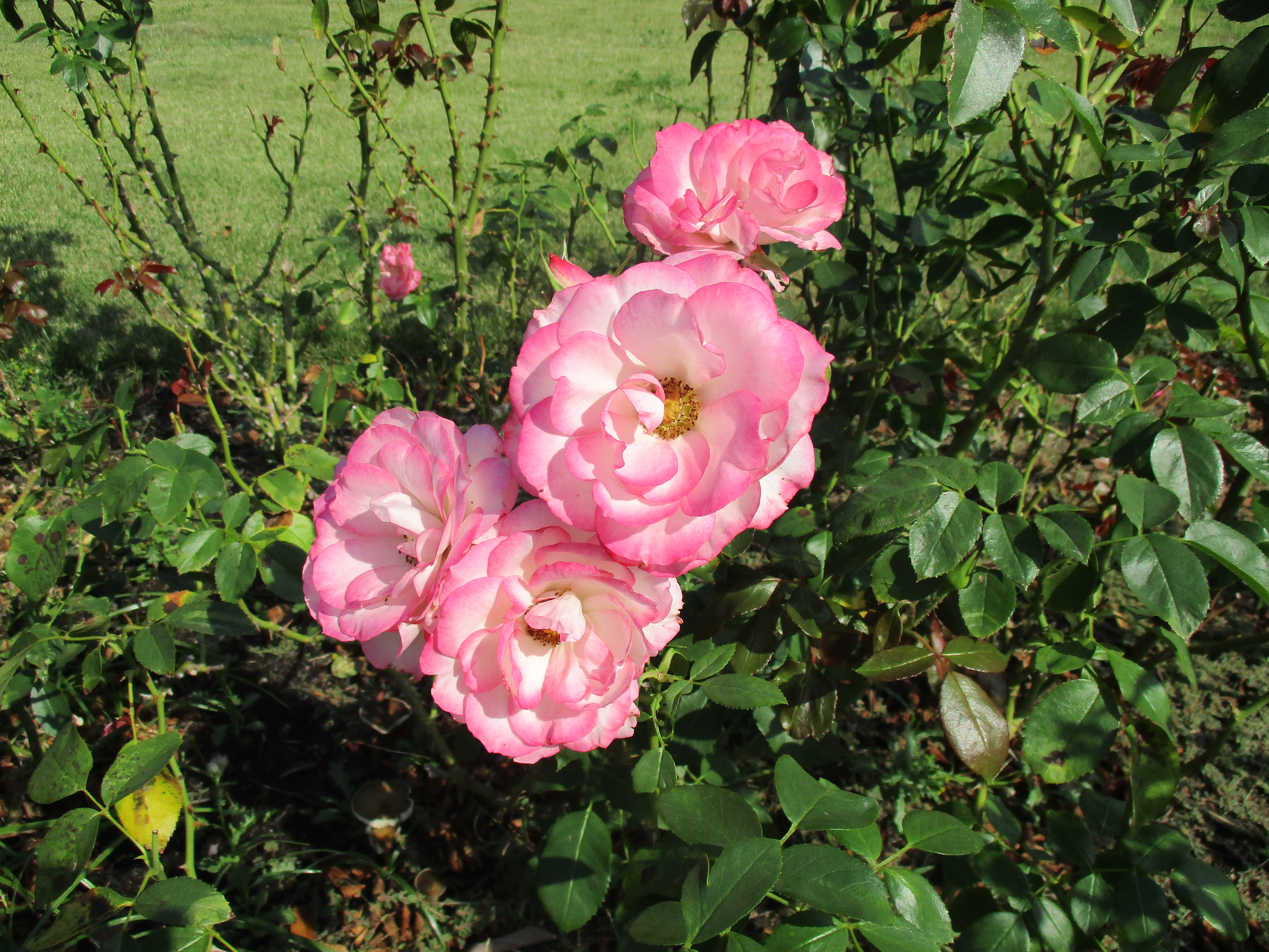 ファイル 536-2.jpg