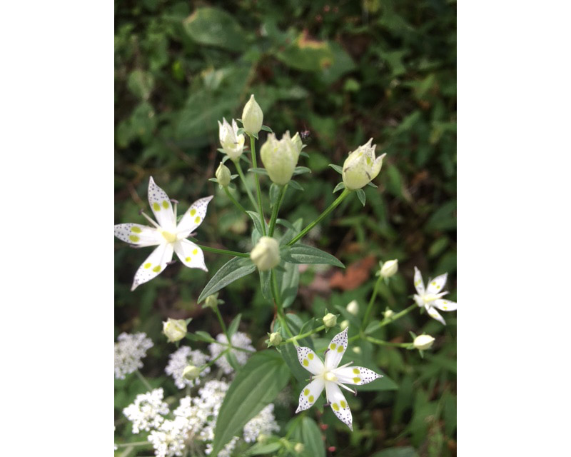 ファイル 537-1.jpg