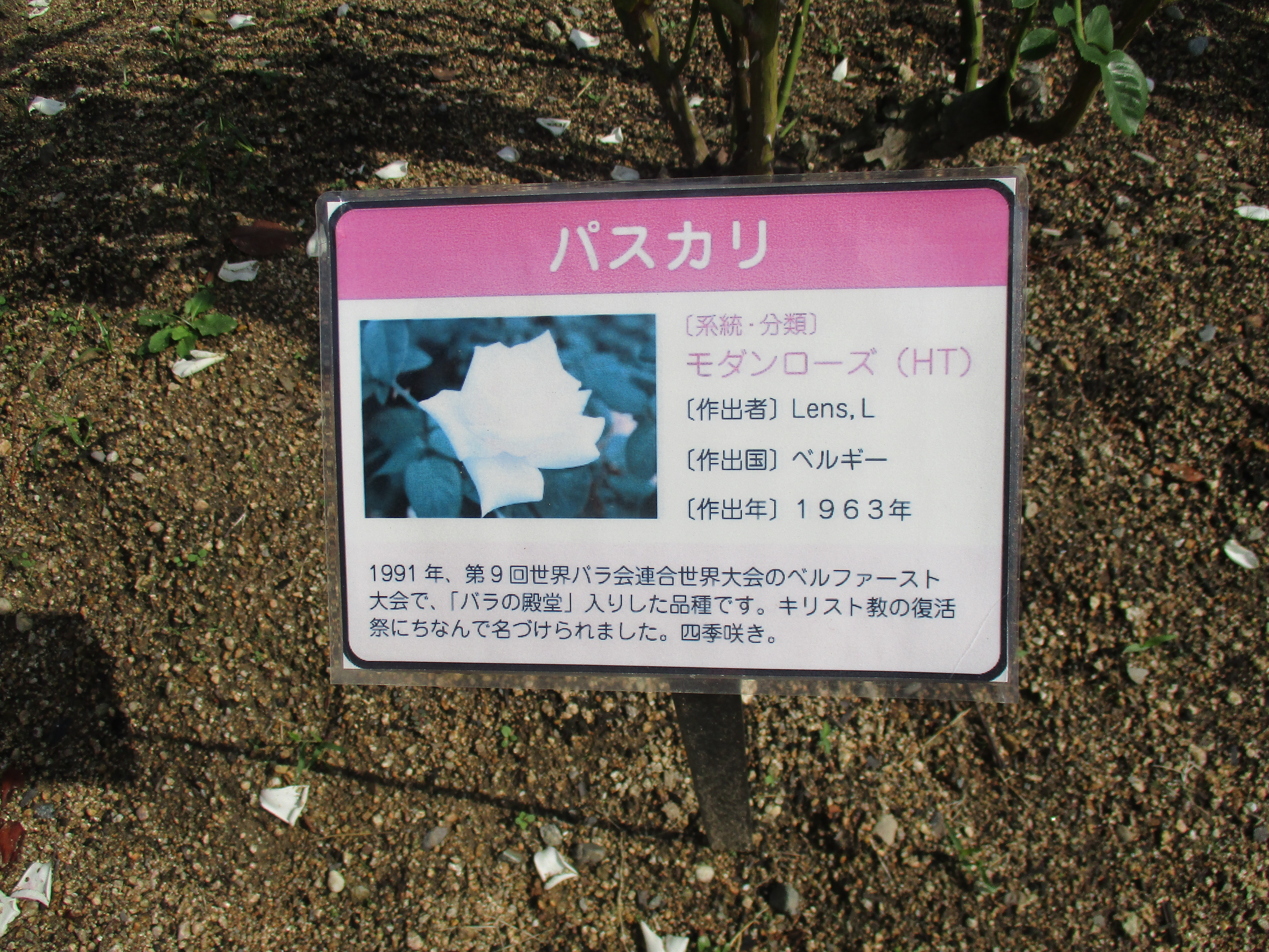 ファイル 539-1.jpg