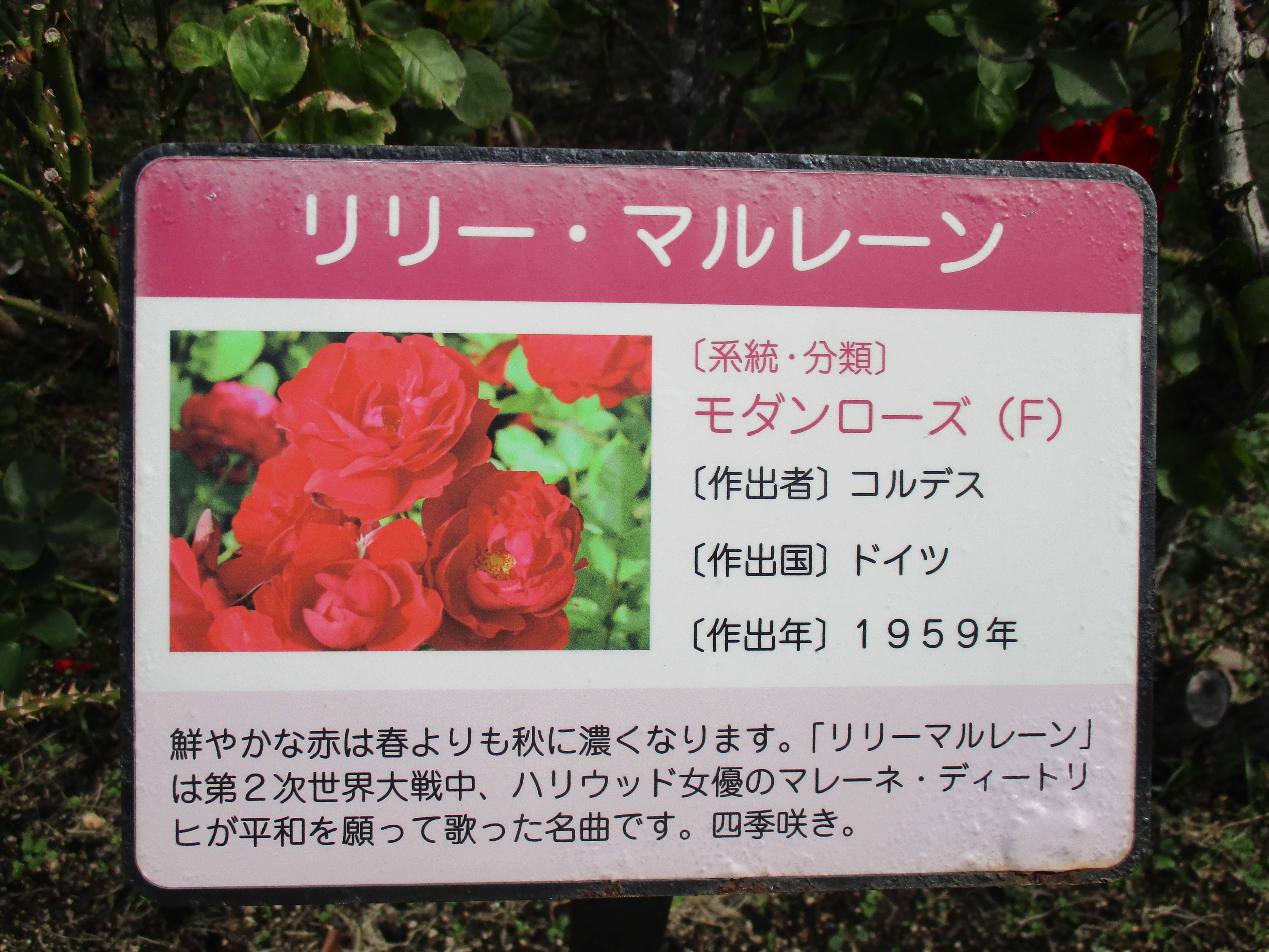 ファイル 543-1.jpg