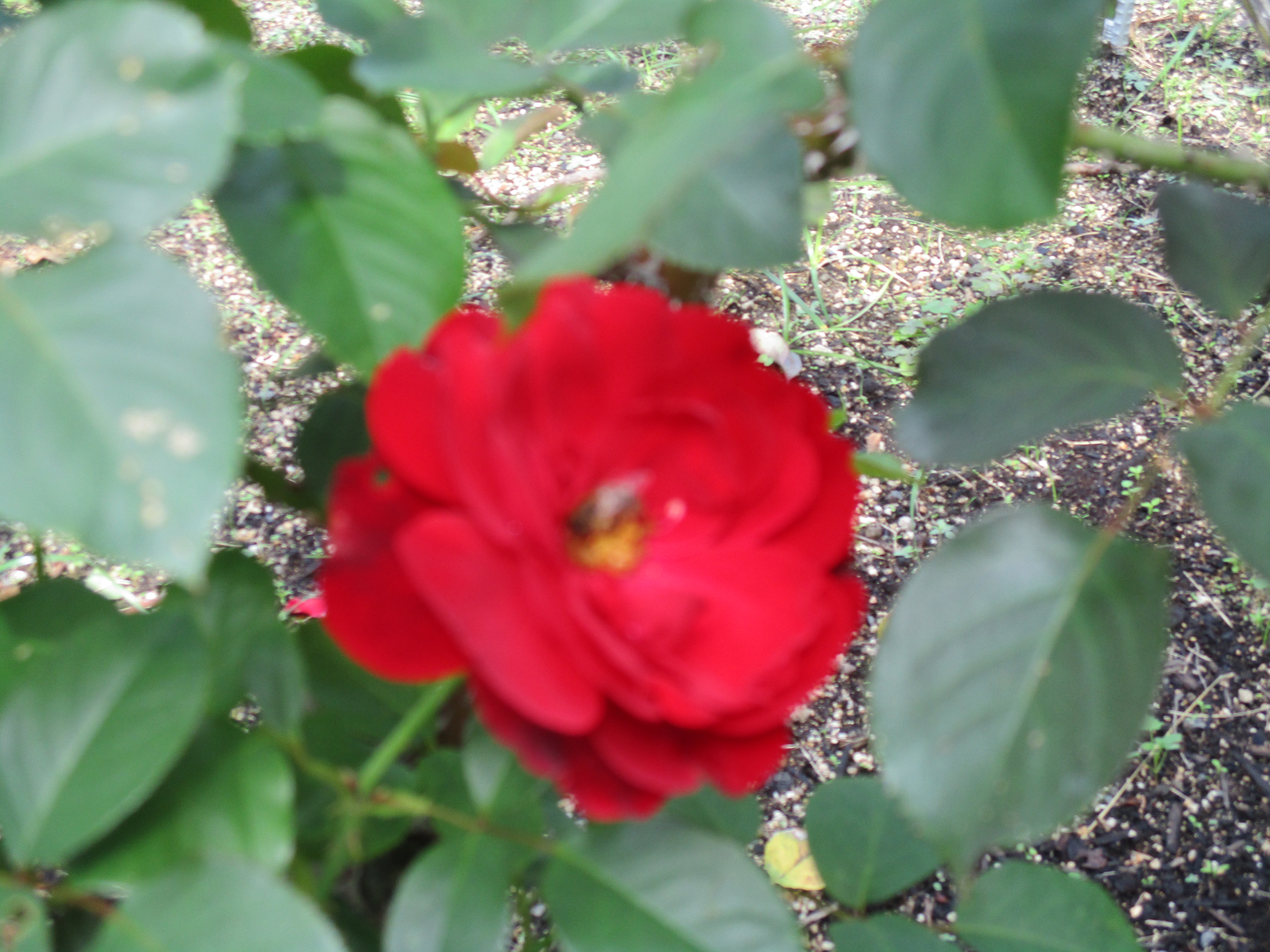 ファイル 543-2.jpg