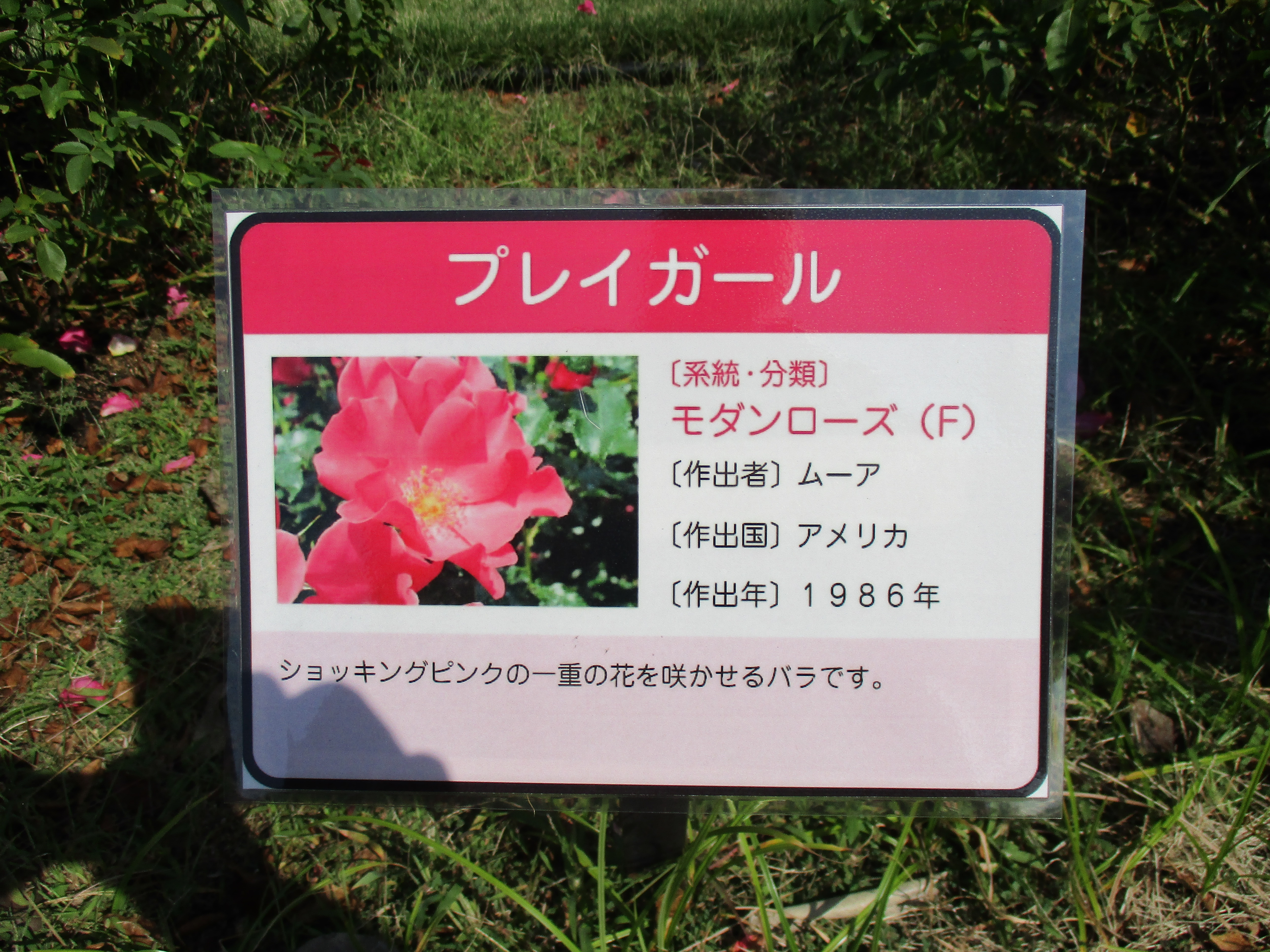 ファイル 544-1.jpg