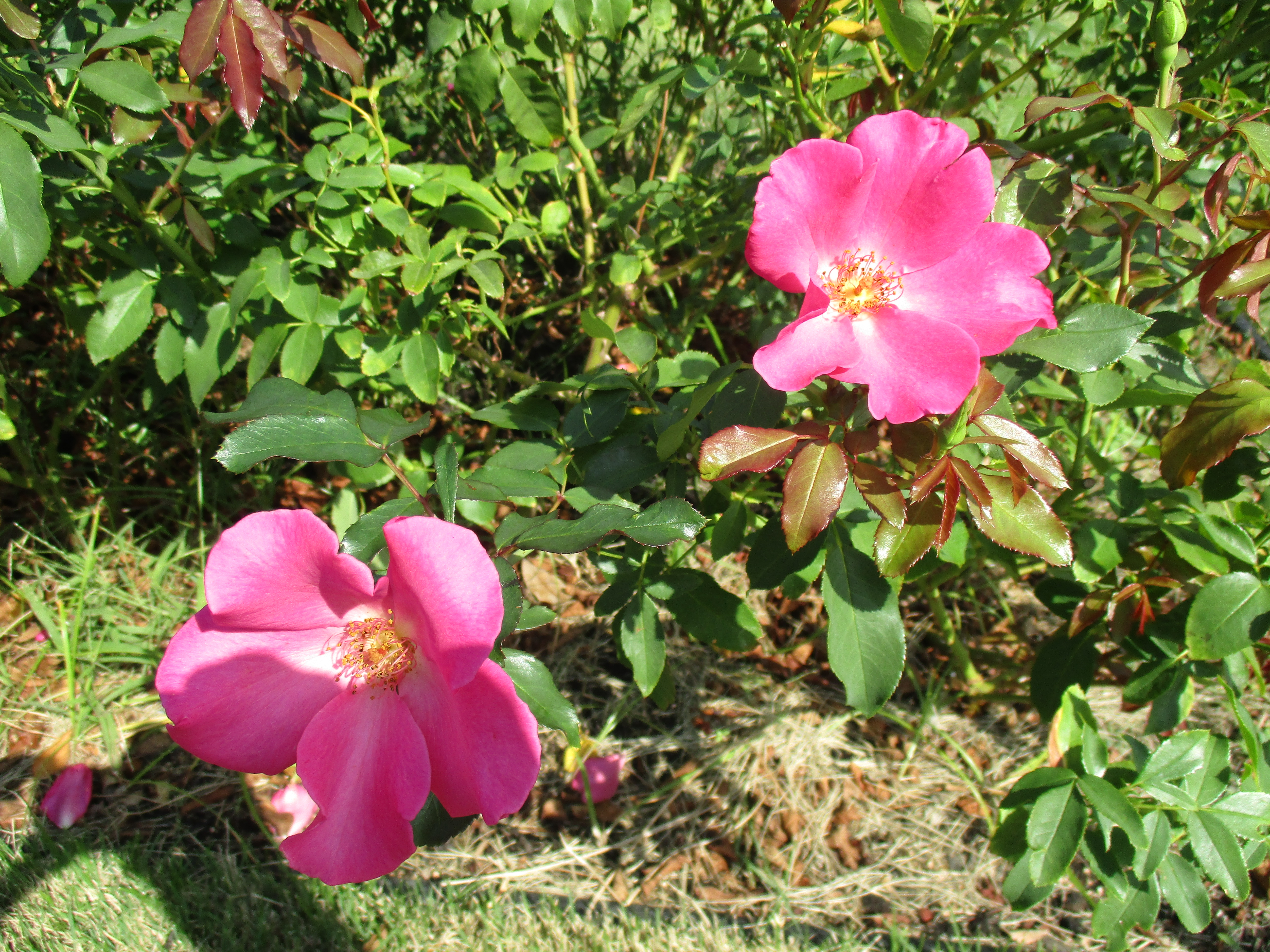 ファイル 544-2.jpg