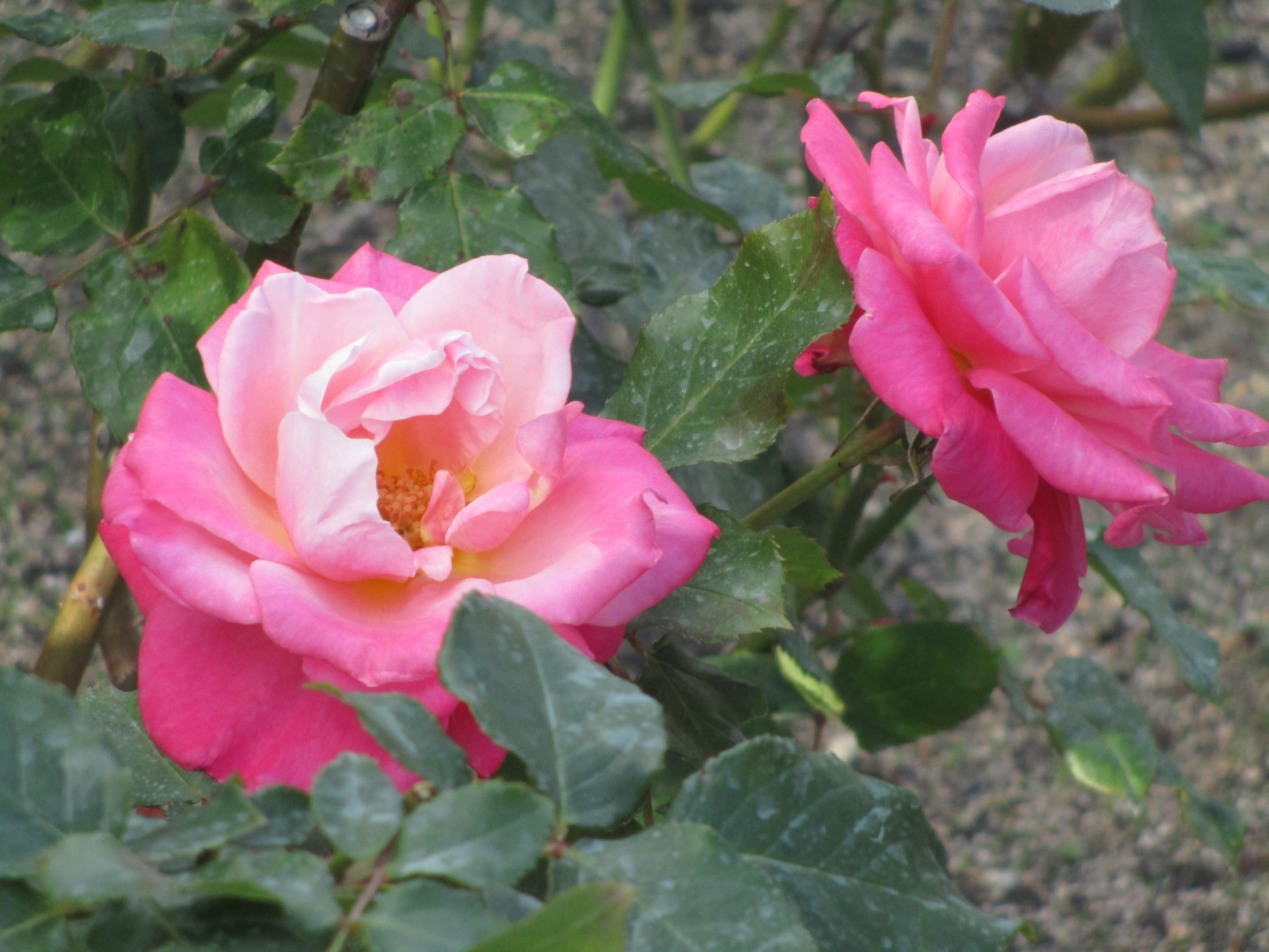 ファイル 546-2.jpg