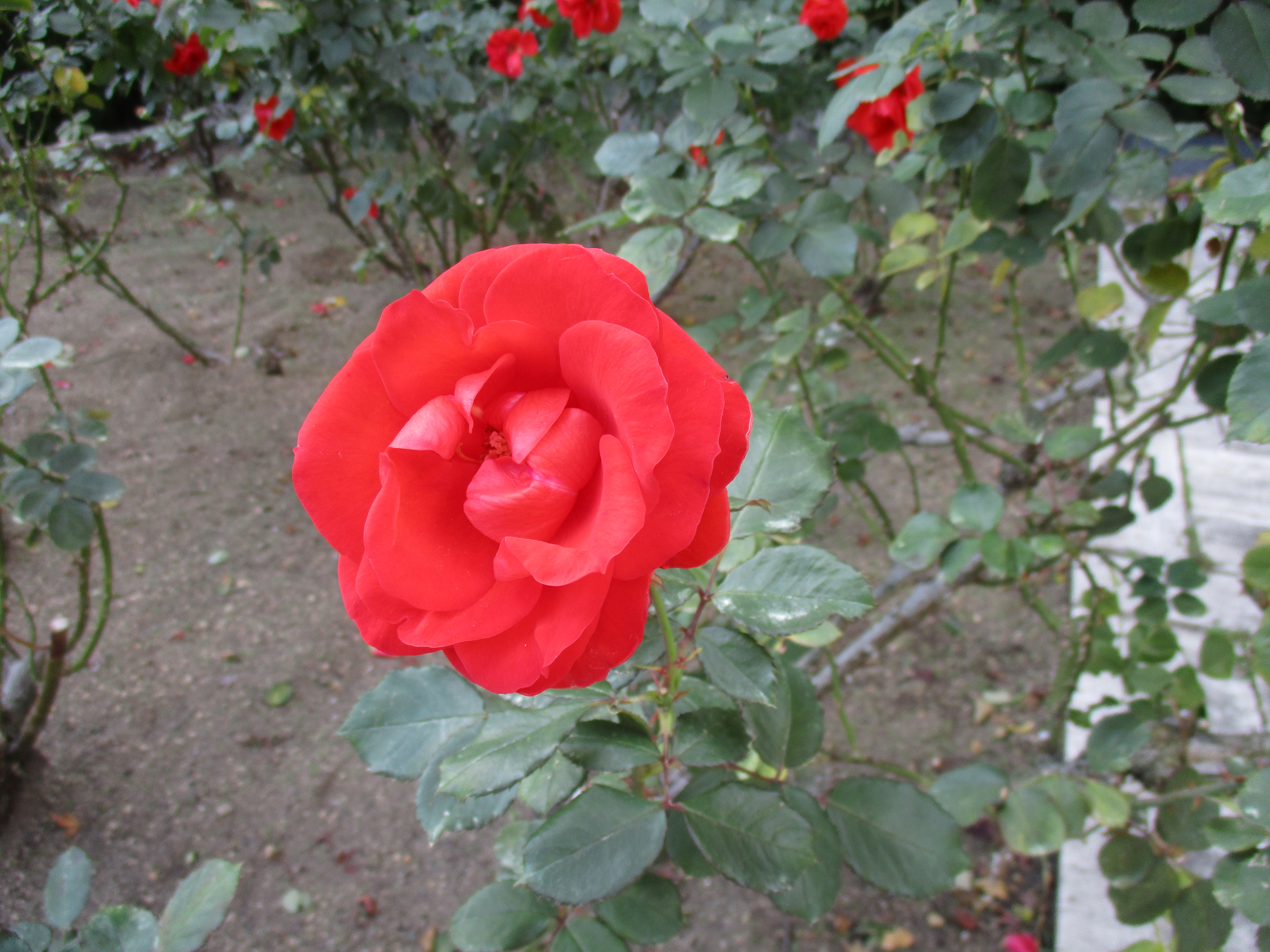 ファイル 548-2.jpg