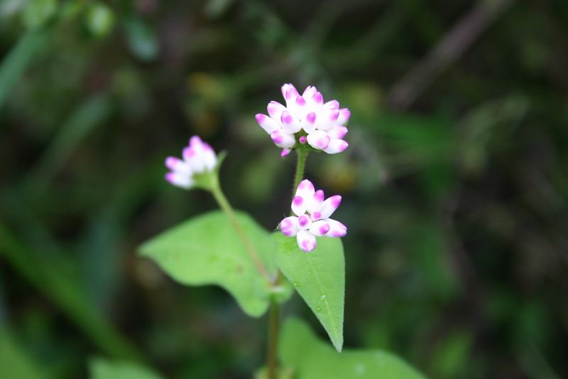 ファイル 552-1.jpg