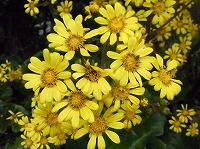 ファイル 553-1.jpg