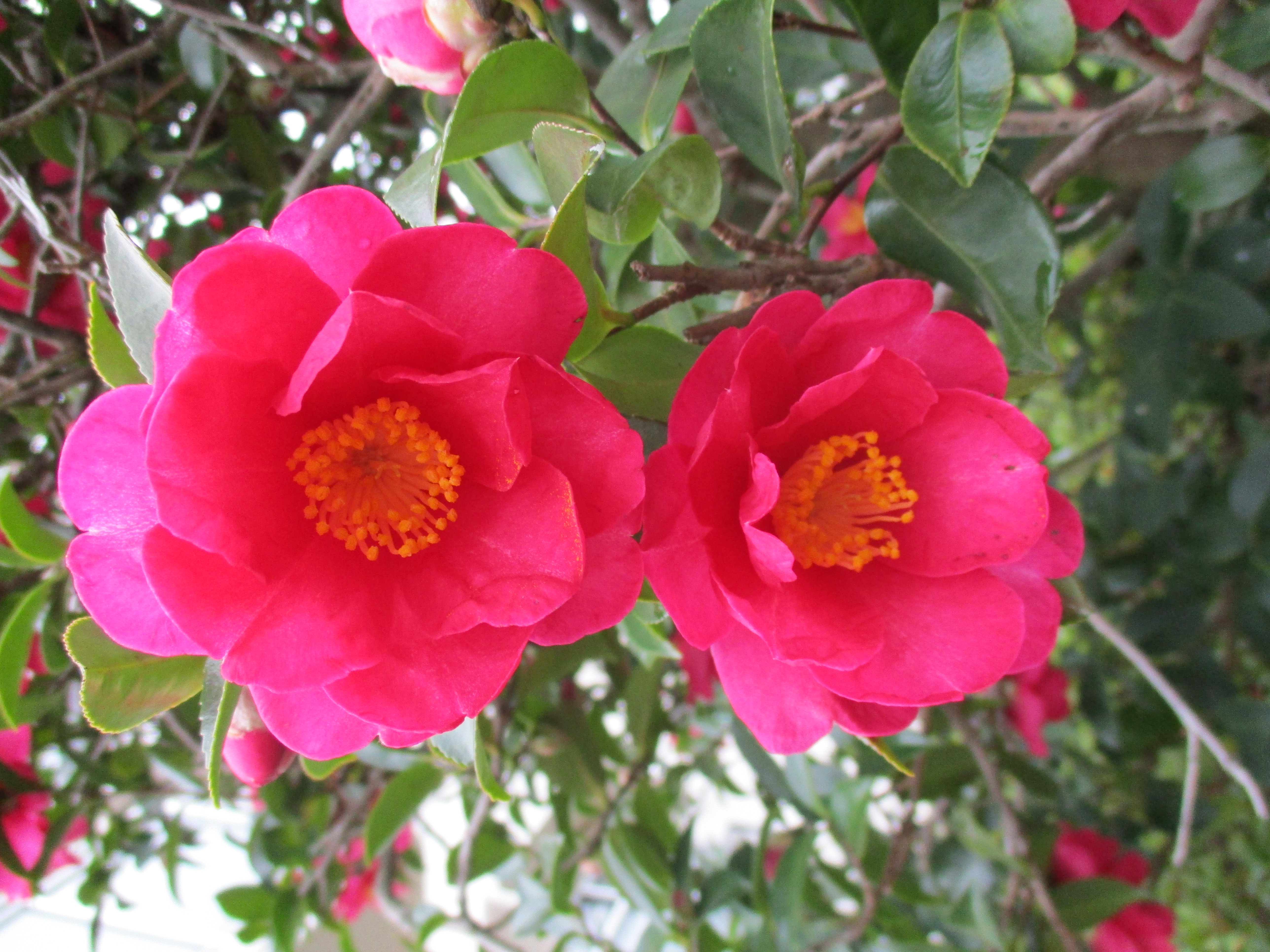 ファイル 555-1.jpg