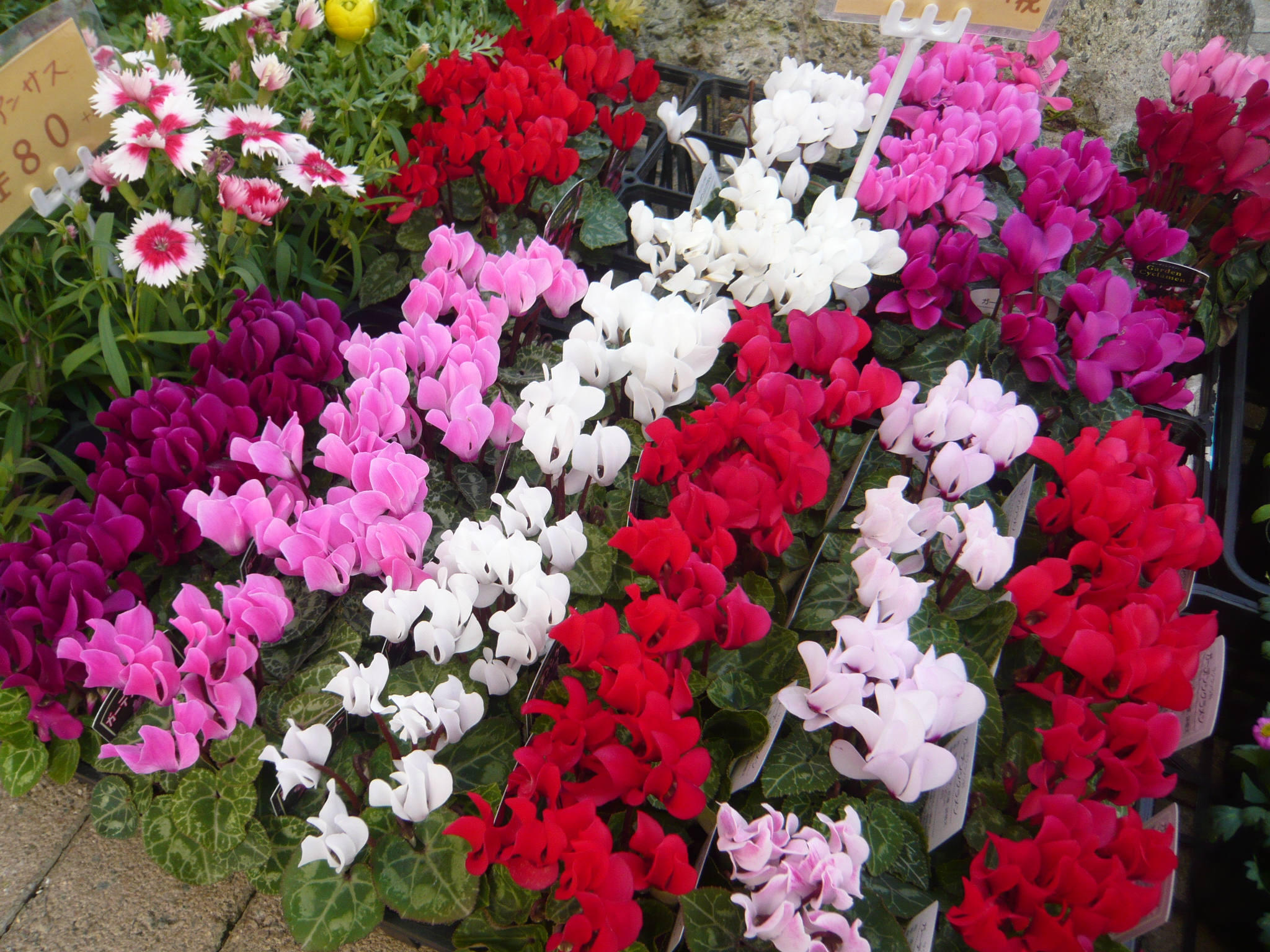 ファイル 557-1.jpg