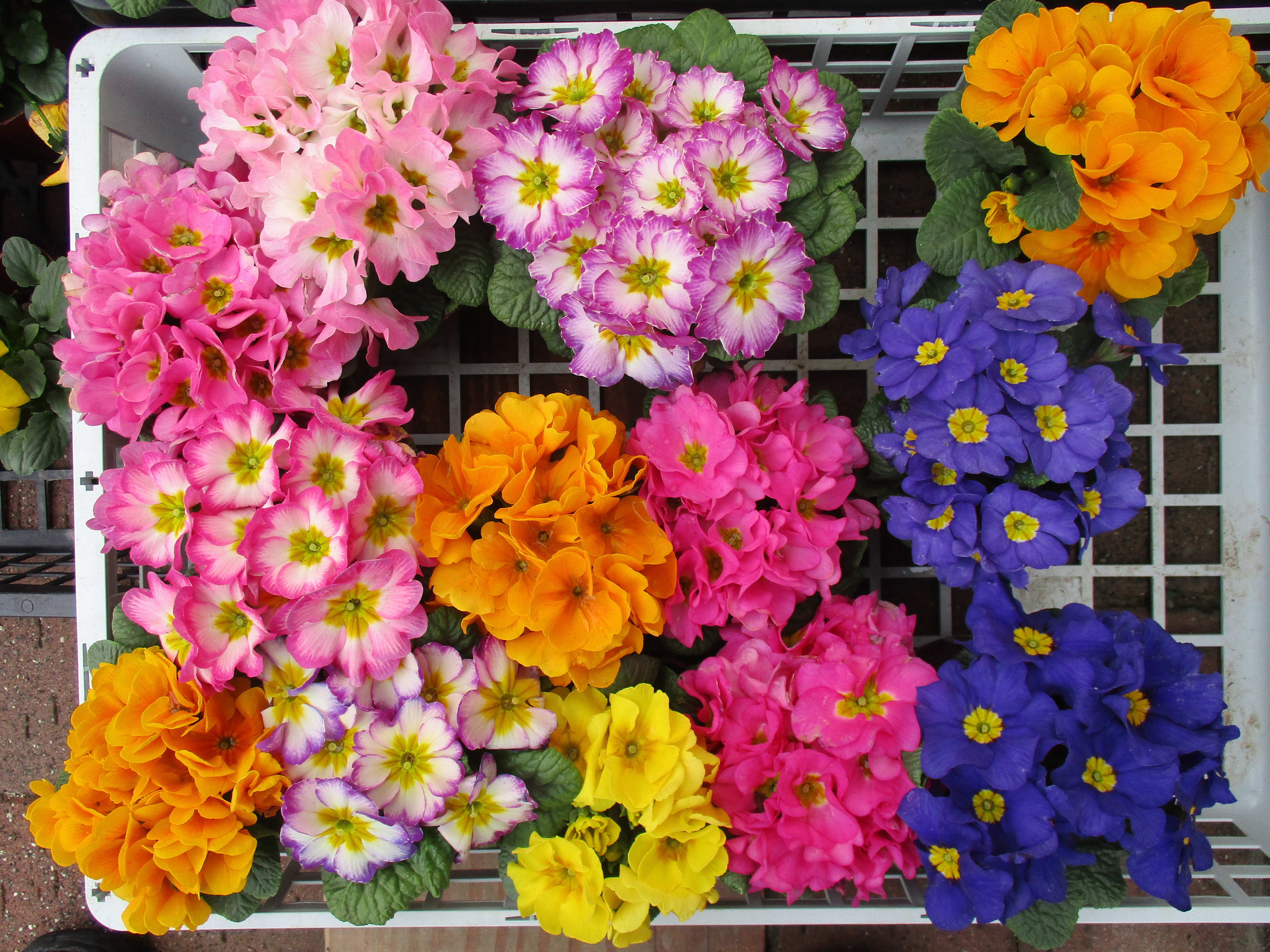 ファイル 558-1.jpg