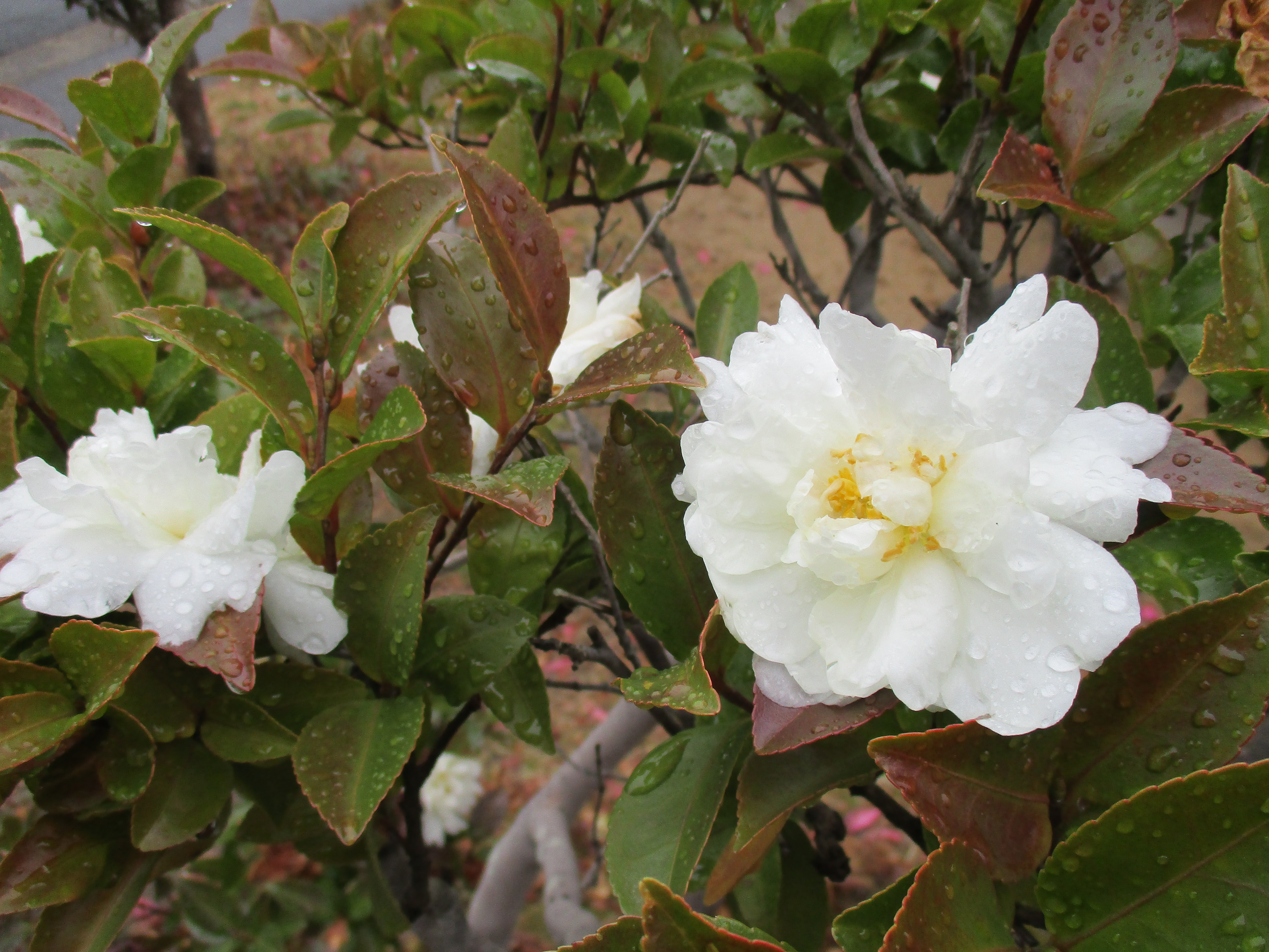 ファイル 559-1.jpg